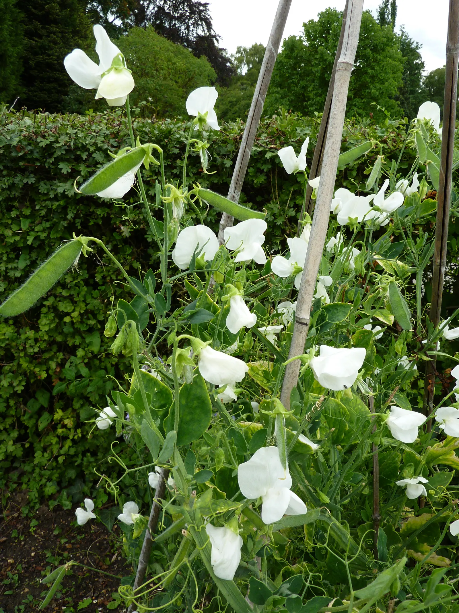 Annual Sweet Pea (Lathyrus Odoratus) — necessitating a support structure such as a trellis; this climbing species reaches a mature height of, image 68