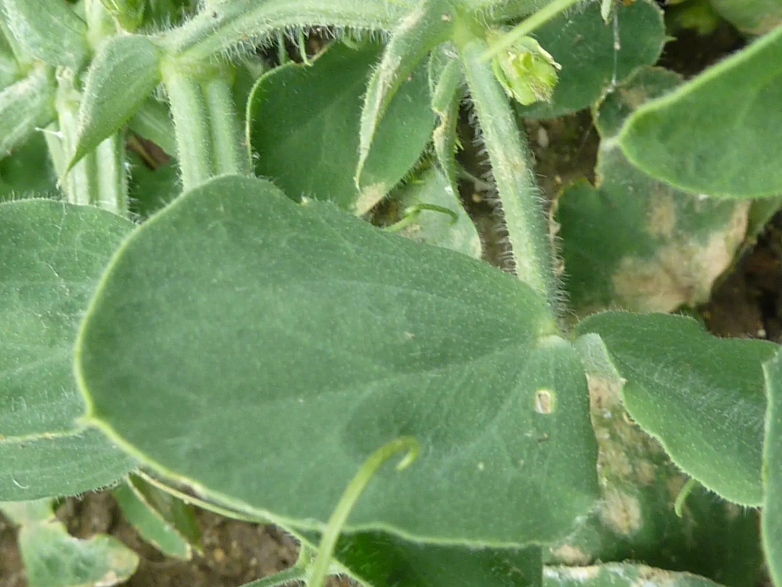 Annual Sweet Pea (Lathyrus Odoratus) — with each ruffled blossom measuring about 1 inch across; is a captivating flowering plant renowned for its, image 76