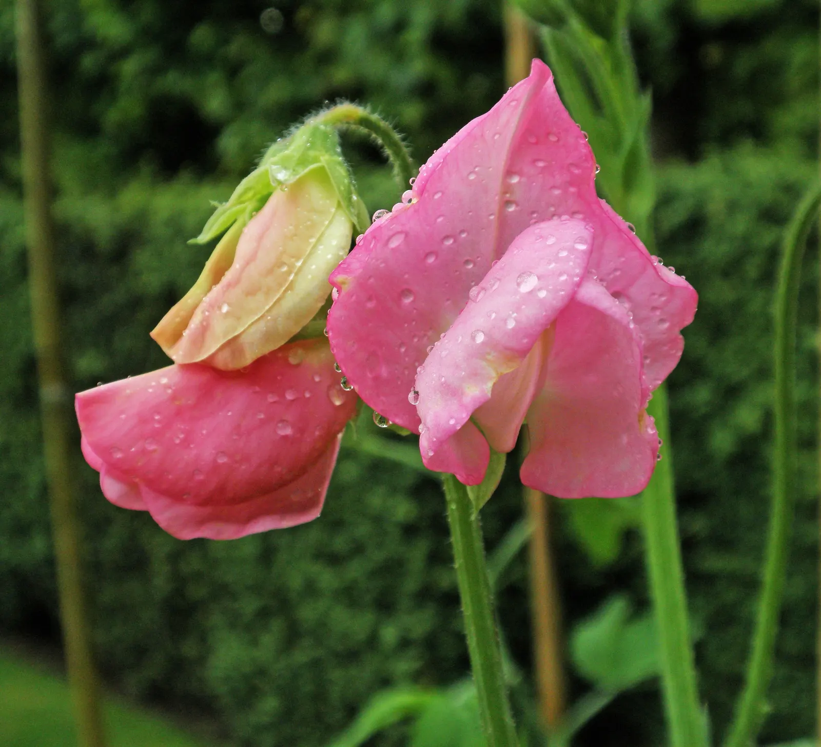 Annual Sweet Pea (Lathyrus Odoratus) — It thrives in full sun to partial shade and prefers well-draining soil; sweet Peas complete their lifecycle within one