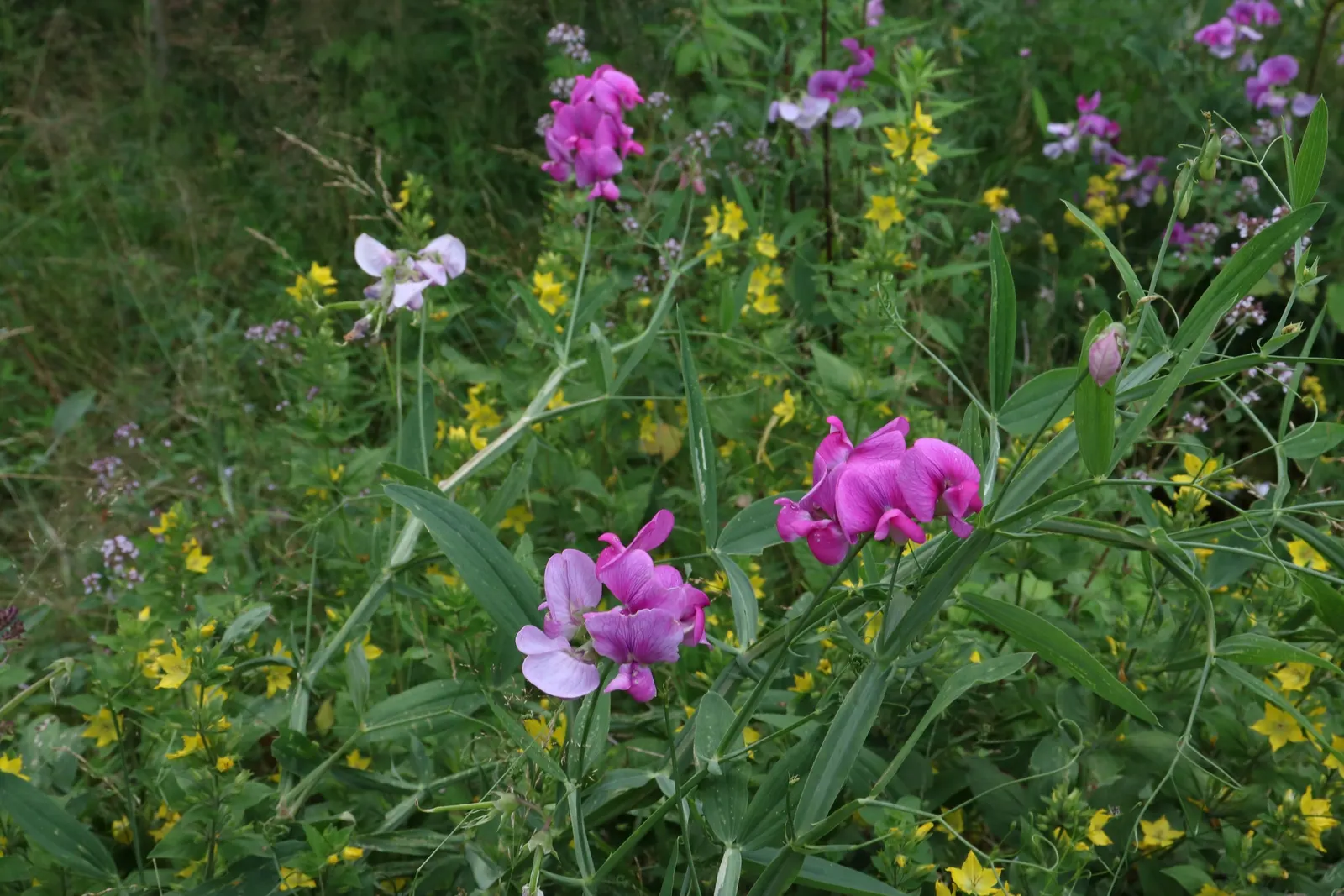 Annual Sweet Pea (Lathyrus Odoratus) — Deadheading spent flowers will encourage further blooming, prolonging the display well into the growing season; regular
