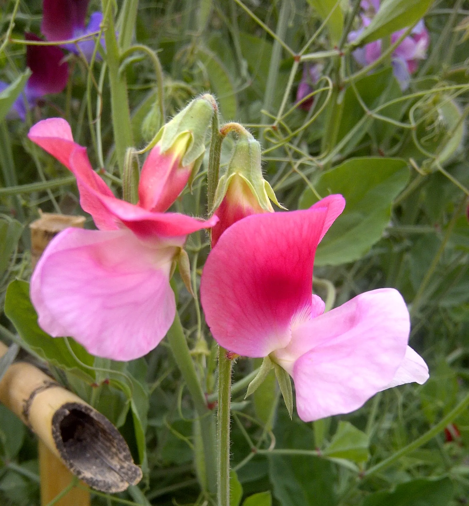 Annual Sweet Pea (Lathyrus Odoratus) — which make it an exceptional choice for adding a splash of color and delightful scent to any garden design, image 66