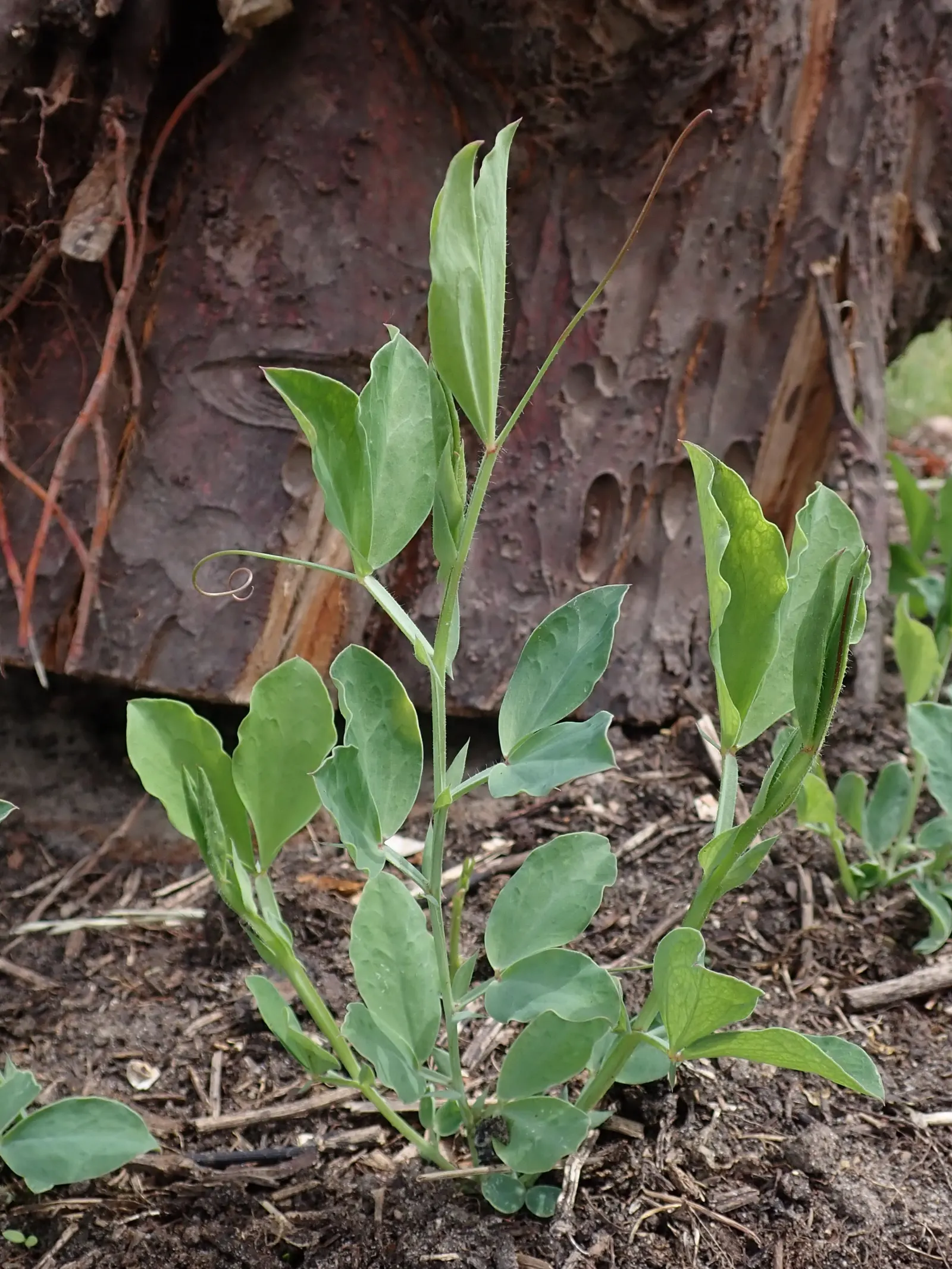 Annual Sweet Pea (Lathyrus Odoratus) — is a captivating flowering plant renowned for its vibrant and fragrant blossoms; encompassing shades of pink, image 65