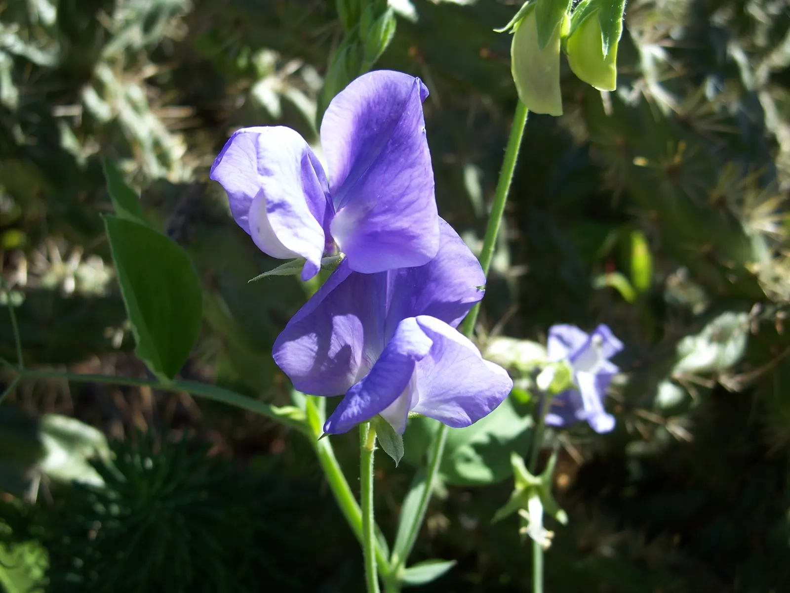 Annual Sweet Pea (Lathyrus Odoratus) — This climbing species reaches a mature height of approximately 6 to 8 feet; is a cherished ornamental climber