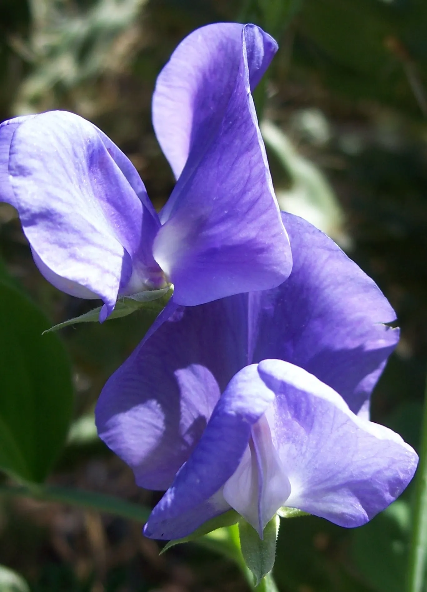 Annual Sweet Pea (Lathyrus Odoratus) — encompassing shades of pink; annual for full or half