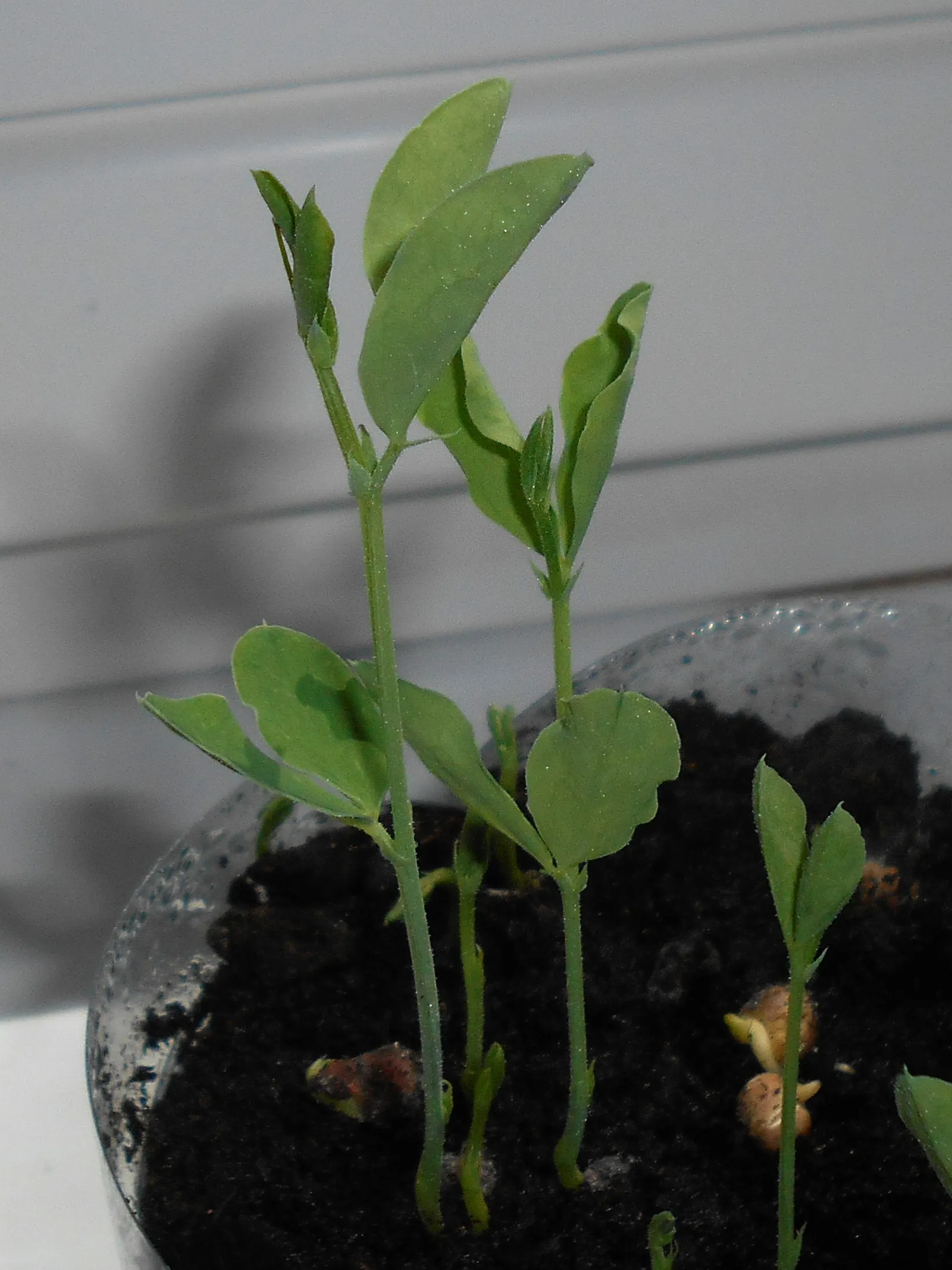 Annual Sweet Pea (Lathyrus Odoratus) — rich soil with a pH ranging from 6.0 to 7.5
