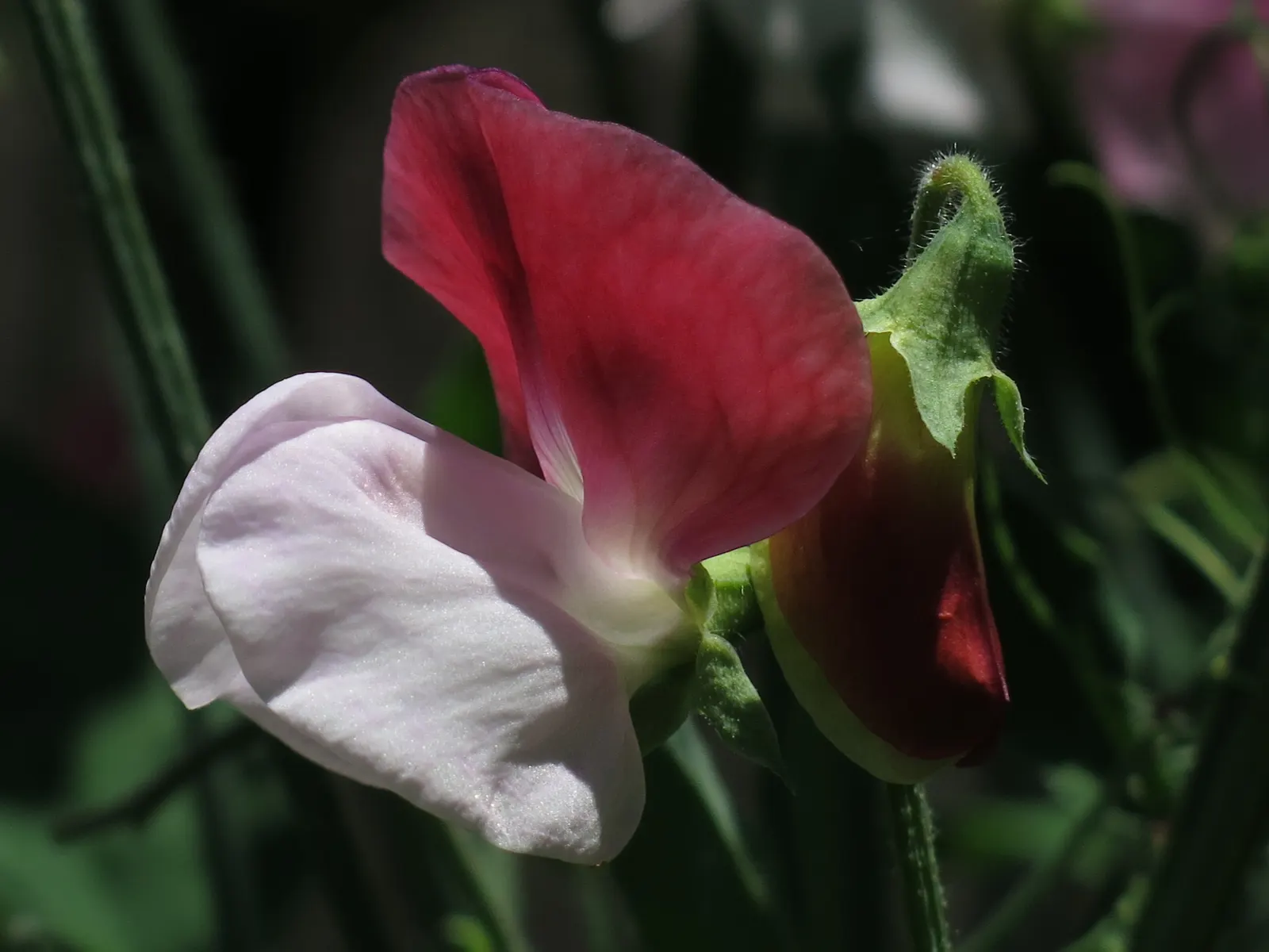 Annual Sweet Pea (Lathyrus Odoratus) — Sweet Peas thrive in full sun to partial shade; commonly known as Annual Sweet Pea