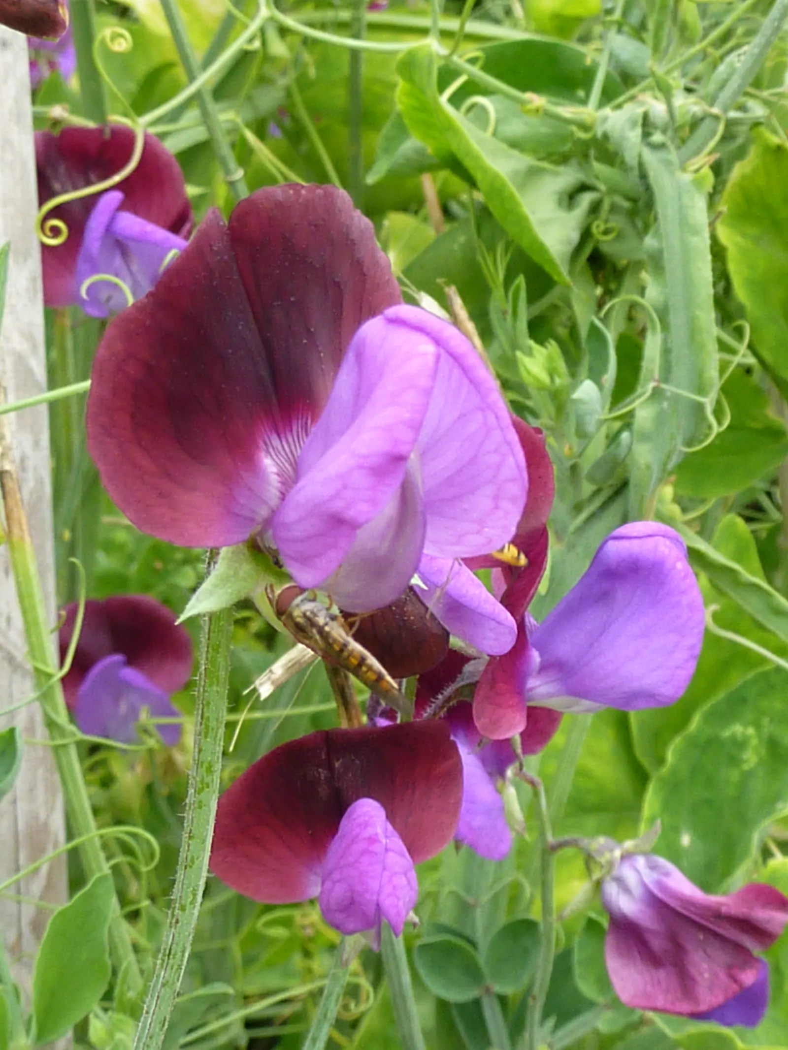 Annual Sweet Pea (Lathyrus Odoratus) — commonly known as Annual Sweet Pea; it thrives in full sun to partial shade and prefers well-draining soil, image 59