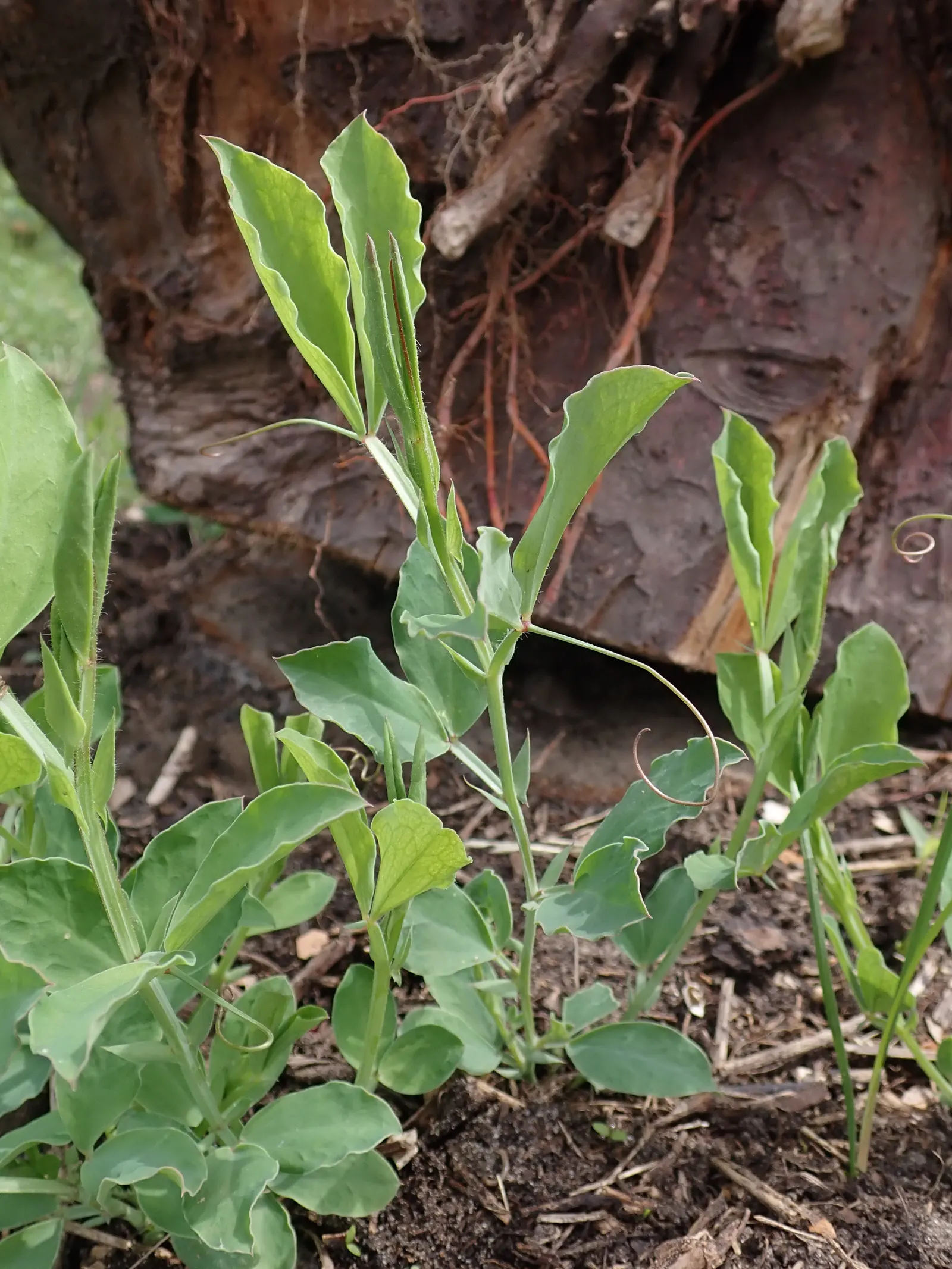 Annual Sweet Pea (Lathyrus Odoratus) — with each ruffled blossom measuring about 1 inch across; is a captivating flowering plant renowned for its vibrant and