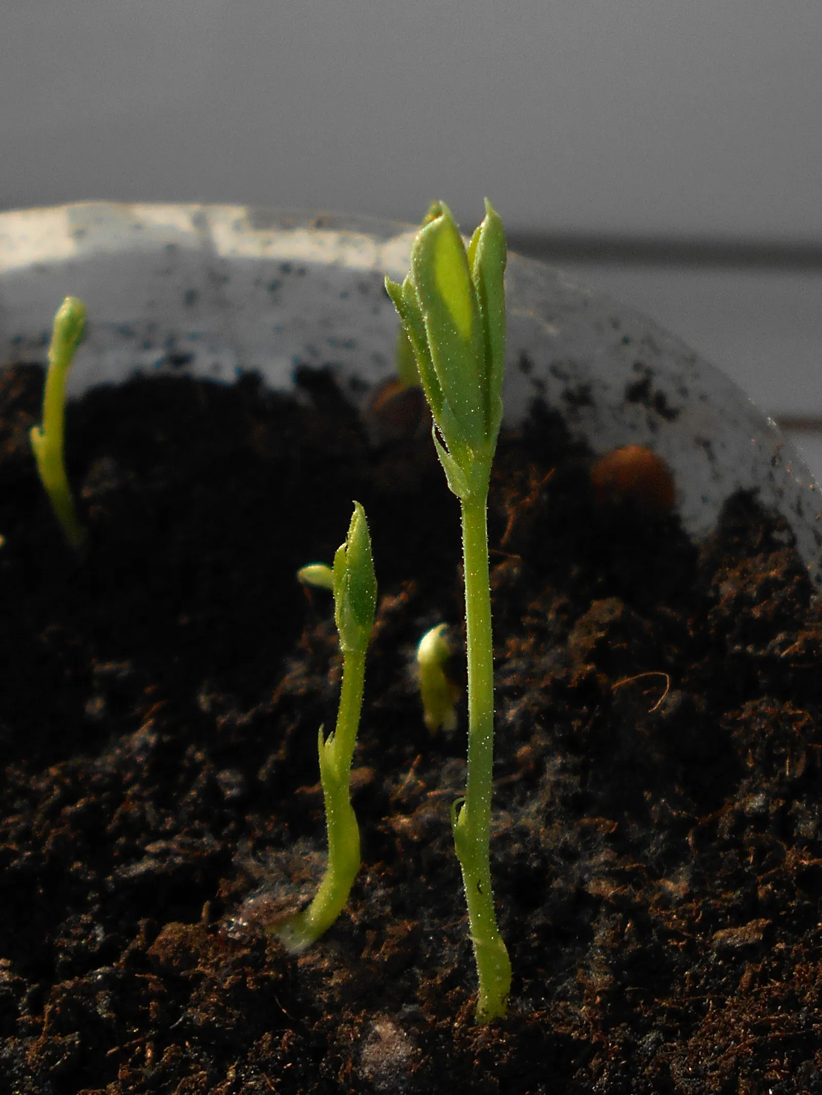 Annual Sweet Pea (Lathyrus Odoratus) — commonly known as Annual Sweet Pea