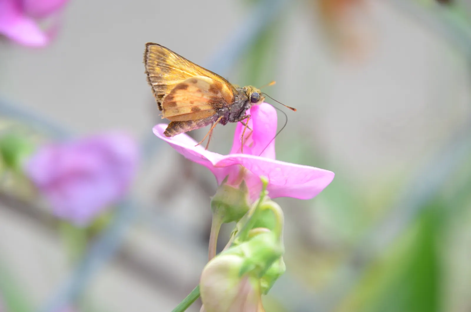 Annual Sweet Pea (Lathyrus Odoratus) — Versatile in its placement; for optimal growth, incorporate a balanced, slow-release fertilizer during planting