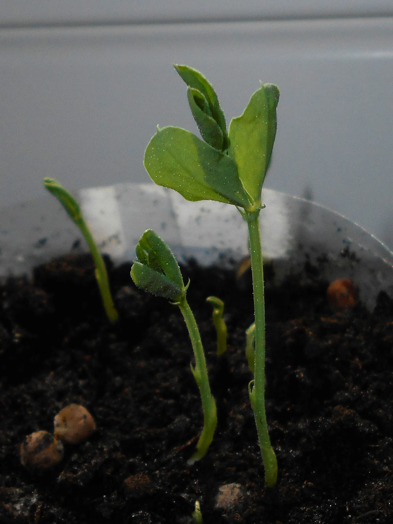 Annual Sweet Pea (Lathyrus Odoratus) — necessitating a support structure such as a trellis; this climbing species reaches a mature height of approximately 6 to