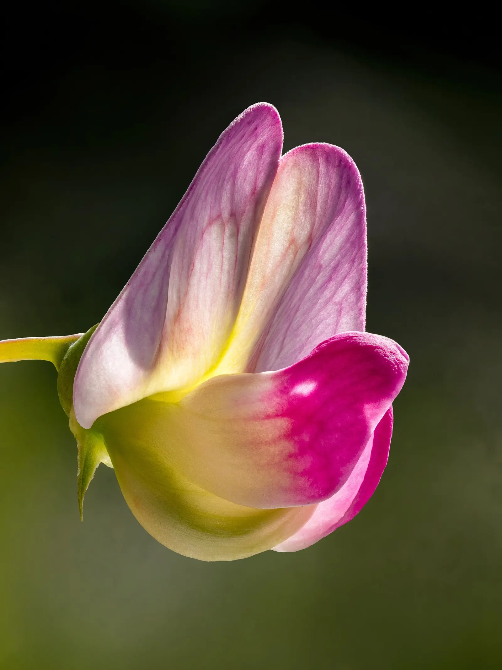 Annual Sweet Pea (Lathyrus Odoratus) — or archway to facilitate its graceful ascent