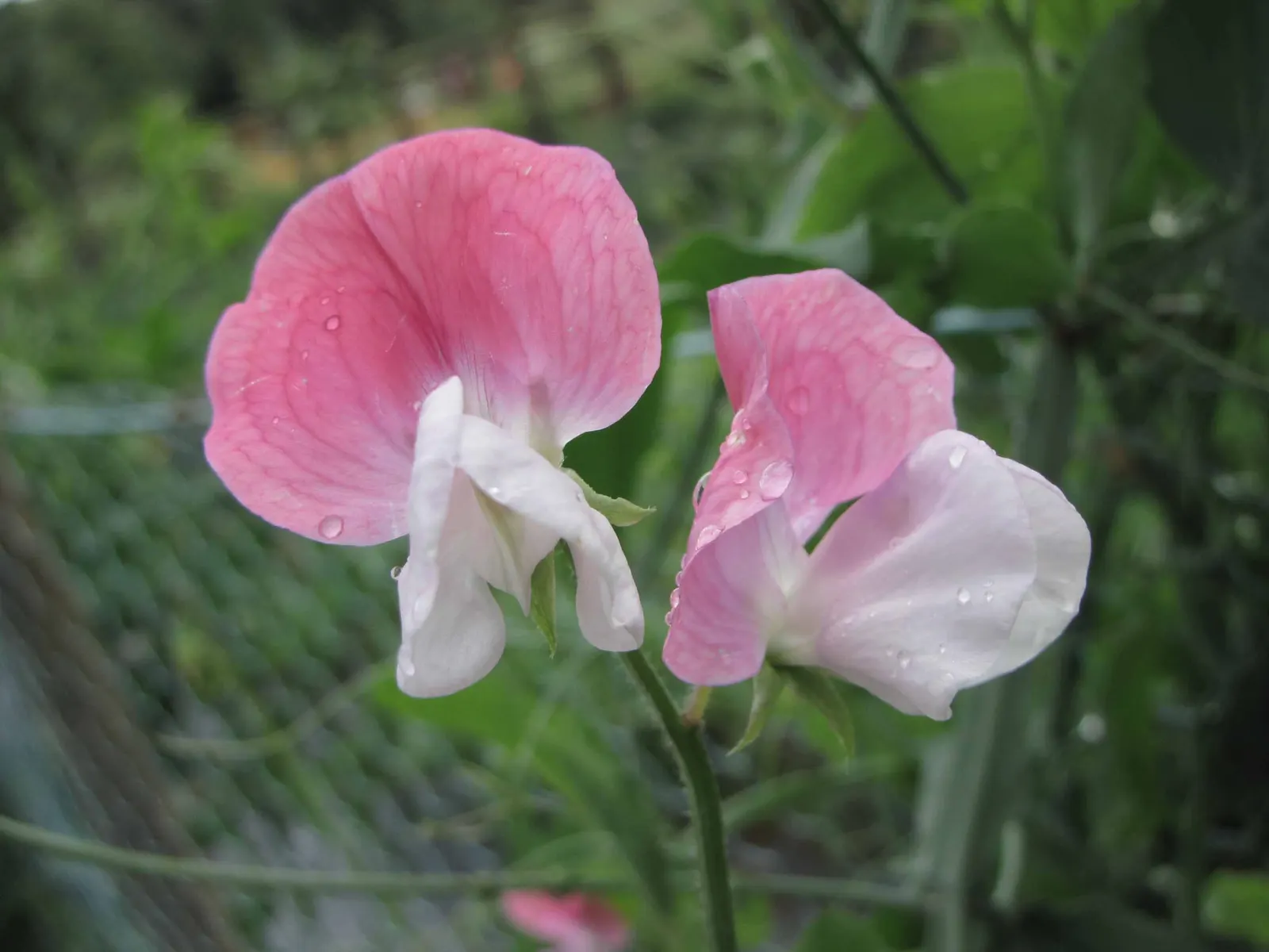 Annual Sweet Pea (Lathyrus Odoratus) — boasting fragrant flowers up to 2 inches across in a vivid array of colors; with each ruffled blossom measuring about 1