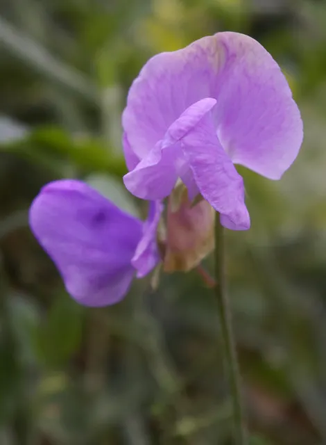 Annual Sweet Pea (Lathyrus Odoratus) — Deadheading spent flowers will encourage further blooming, prolonging the display well into the growing season