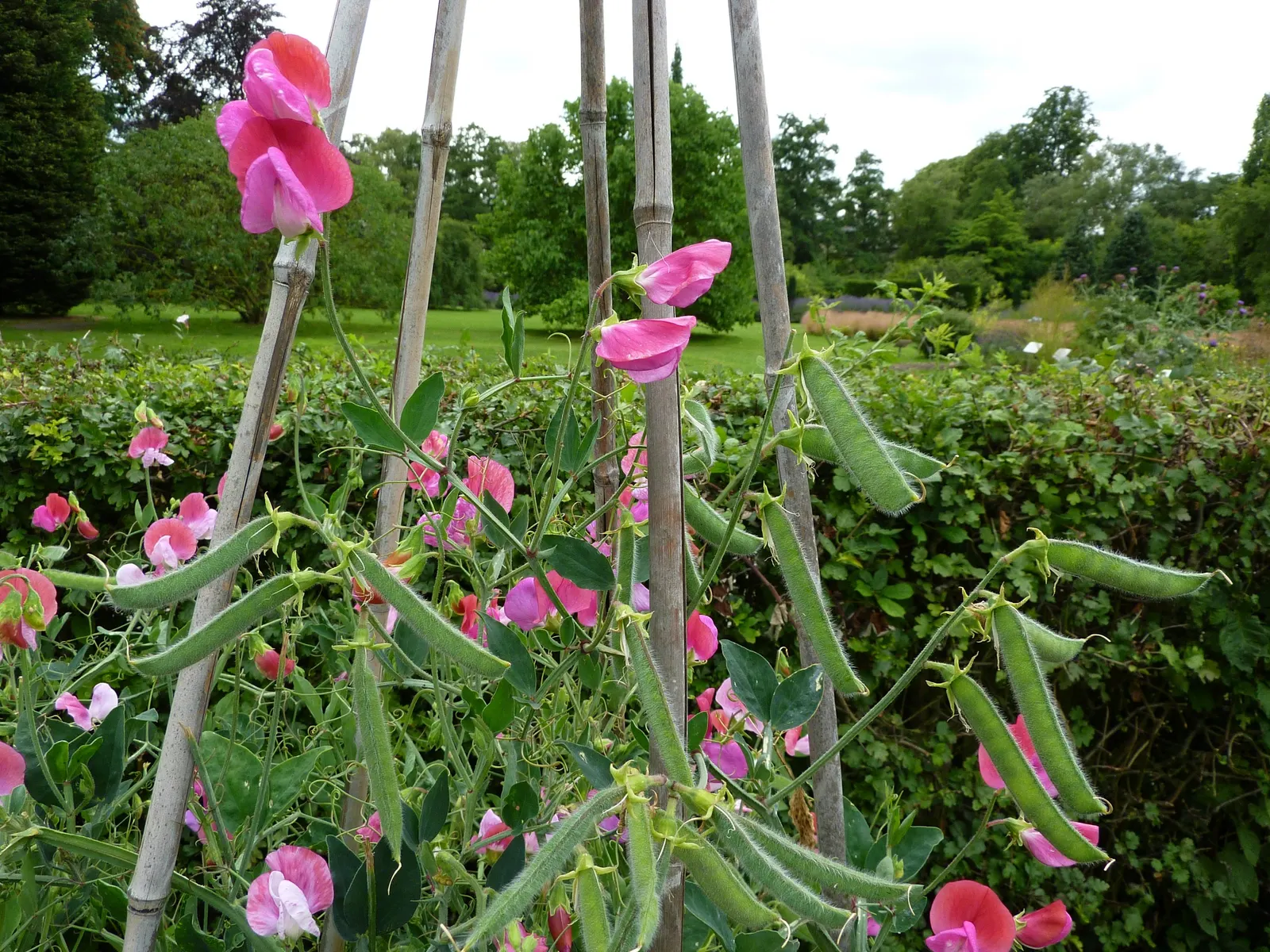 Annual Sweet Pea (Lathyrus Odoratus) — Versatile in its placement
