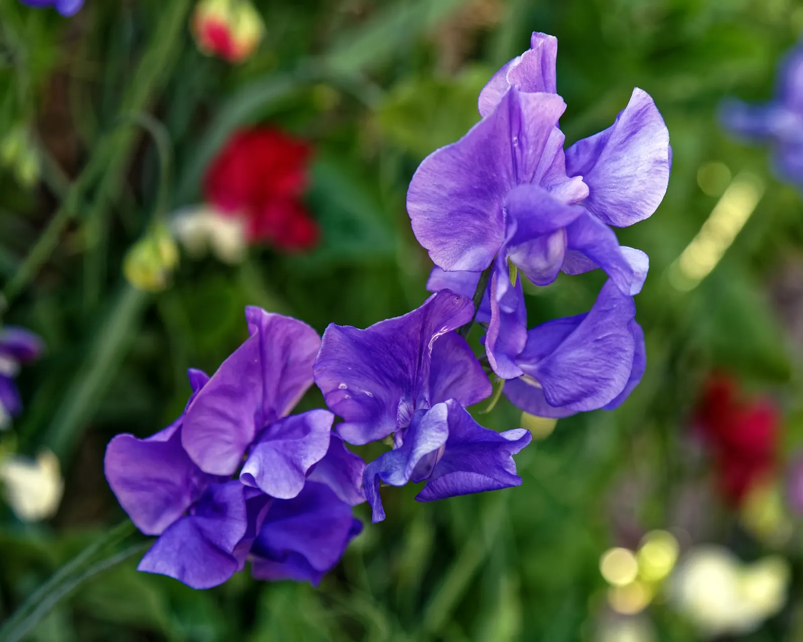 Annual Sweet Pea (Lathyrus Odoratus) — pinnate leaves that create a verdant backdrop for the abundant flowers; which make it an exceptional choice, image 72
