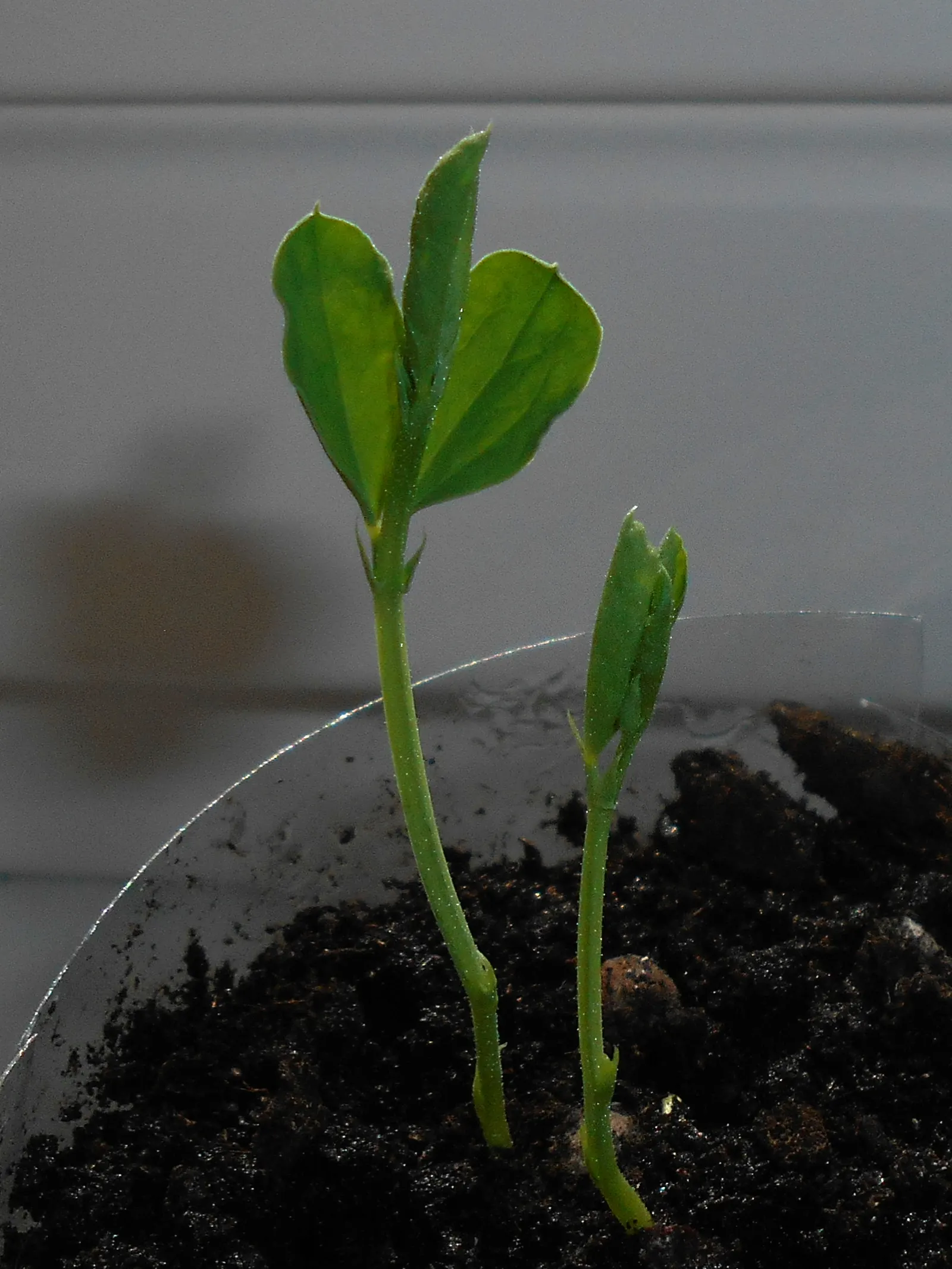 Annual Sweet Pea (Lathyrus Odoratus) — It thrives in full sun to partial shade and prefers well-draining soil; sweet Peas complete their lifecycle, image 62