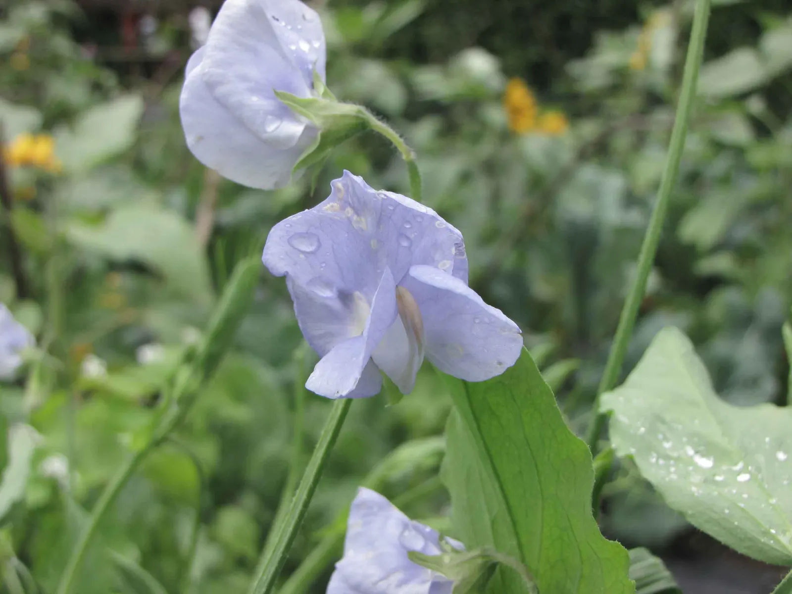 Annual Sweet Pea (Lathyrus Odoratus) — Regular watering is crucial