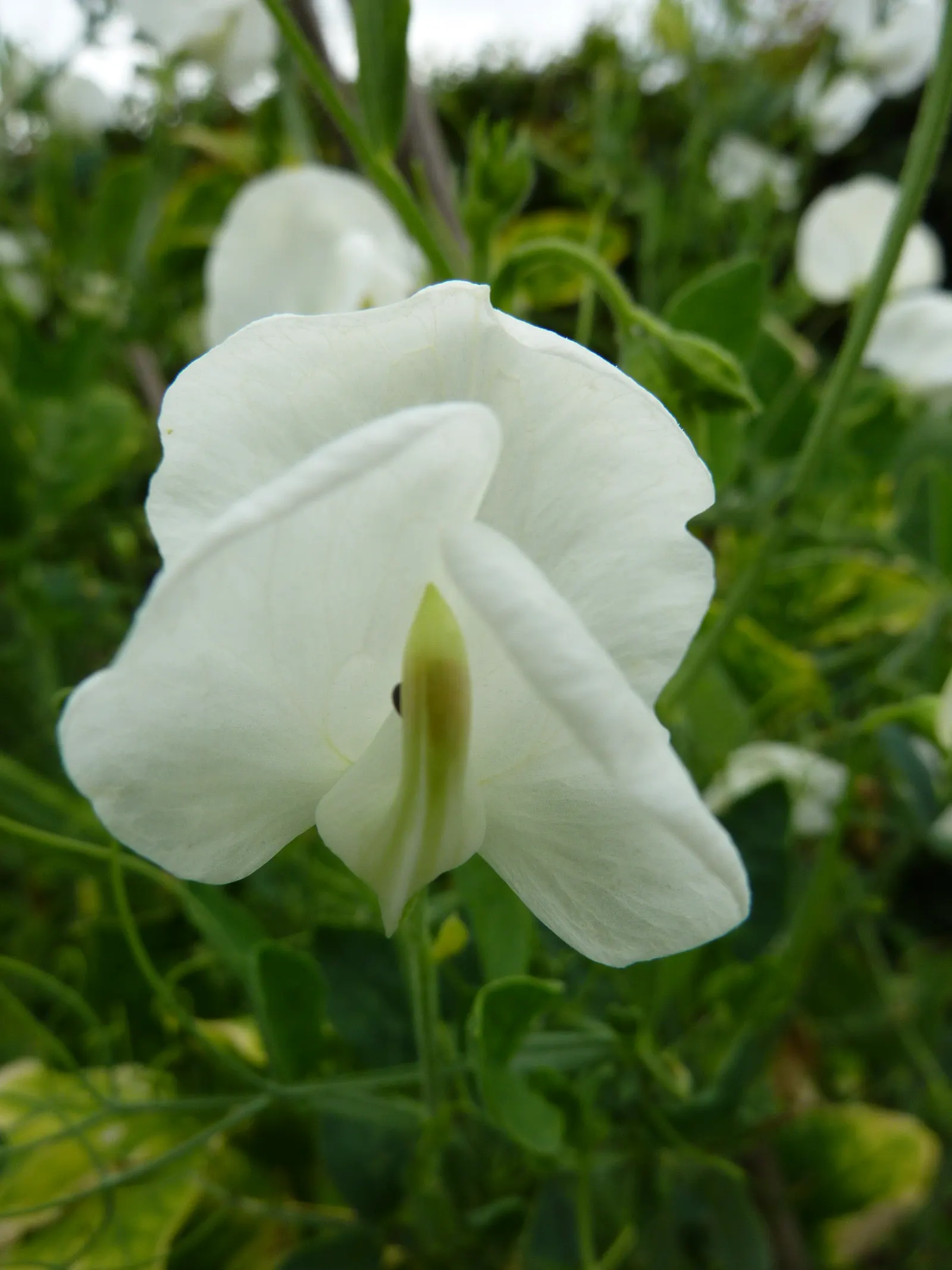 Annual Sweet Pea (Lathyrus Odoratus) — rich soil with a pH ranging from 6.0 to 7.5; pinnate leaves that create a verdant backdrop for the abundant, image 77