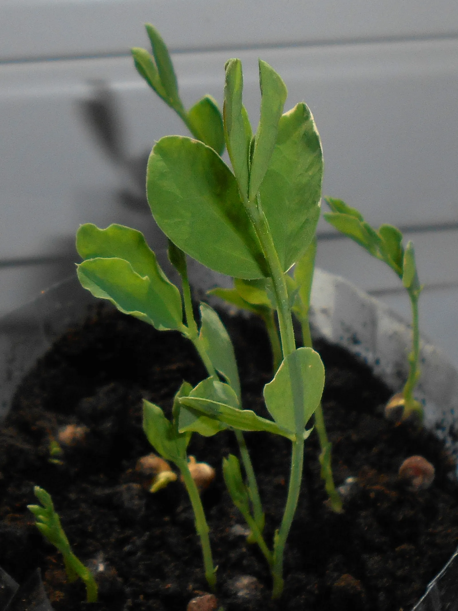 Annual Sweet Pea (Lathyrus Odoratus) — but ensure the soil is not waterlogged