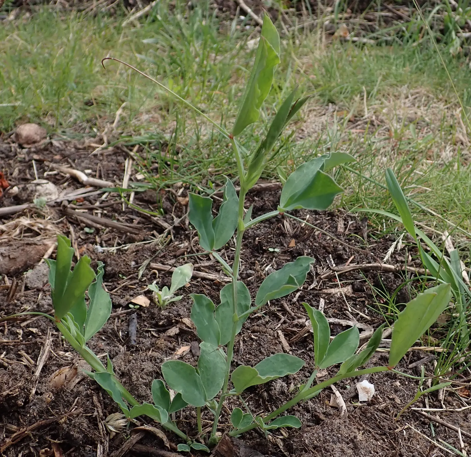 Annual Sweet Pea (Lathyrus Odoratus) — necessitating a support structure such as a trellis