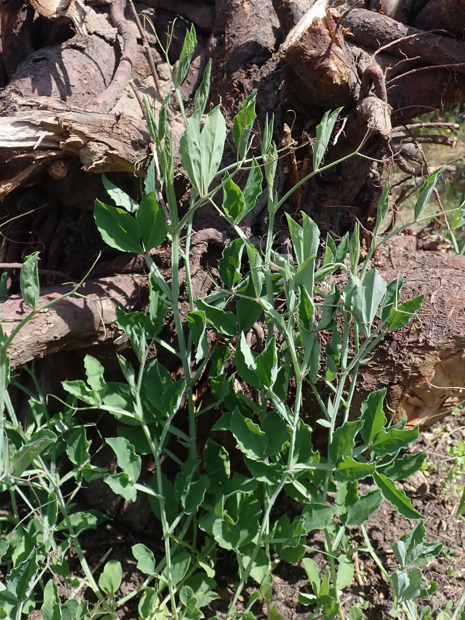 Annual Sweet Pea (Lathyrus Odoratus) — Flower colors vary widely; but ensure the soil is not waterlogged, image 74