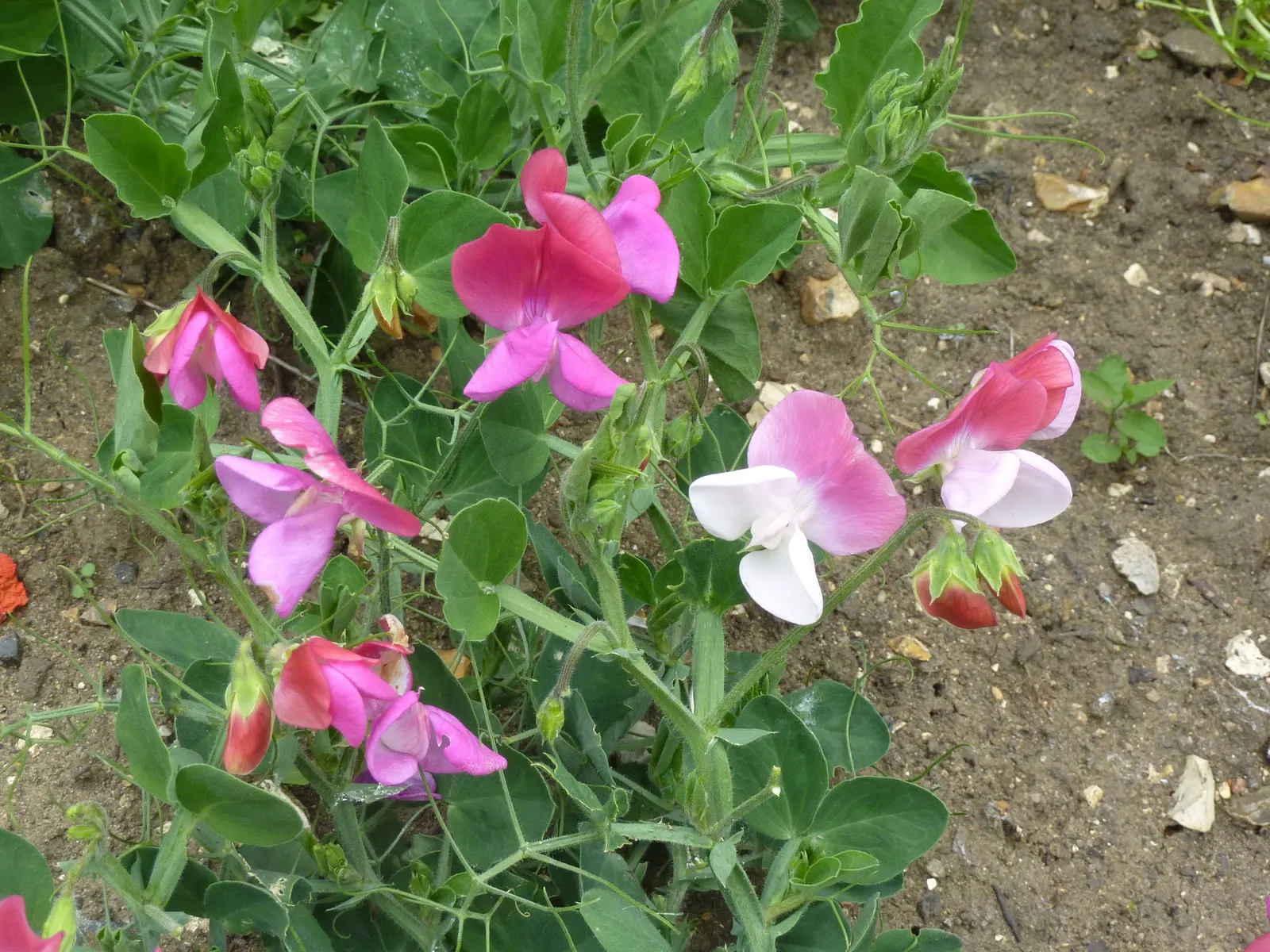Annual Sweet Pea (Lathyrus Odoratus) — encompassing shades of pink
