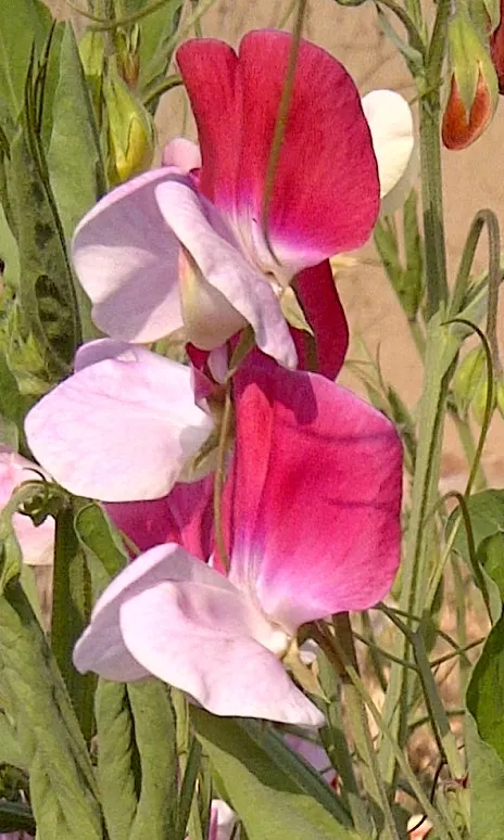 Annual Sweet Pea (Lathyrus Odoratus) — This climbing species reaches a mature height of approximately 6 to 8 feet; is a cherished ornamental climber, image 67