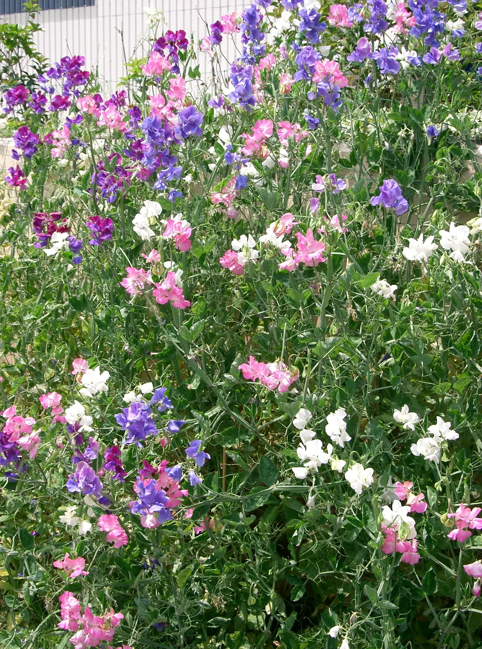 Annual Sweet Pea (Lathyrus Odoratus) — commonly known as Annual Sweet Pea; it thrives in full sun to partial shade and prefers well-draining soil
