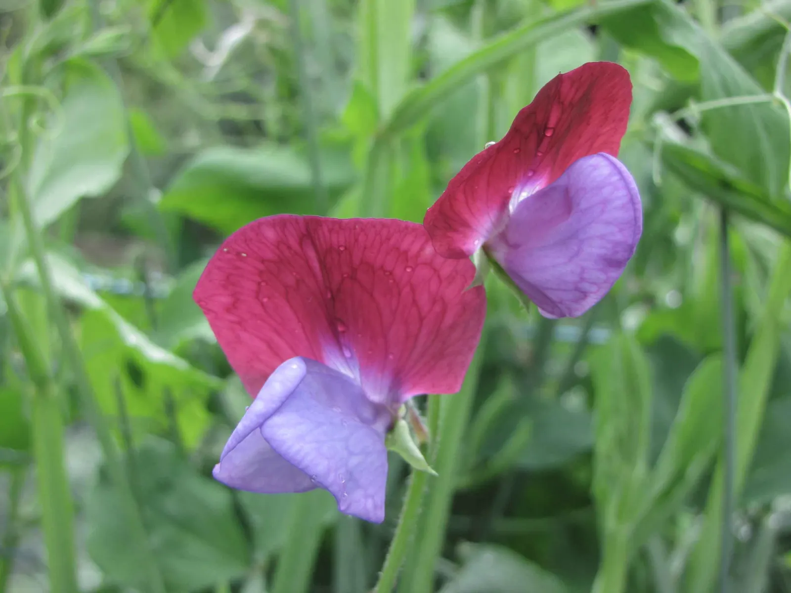 Annual Sweet Pea (Lathyrus Odoratus) — Reaching a height of 4-6 feet, this fast-growing annual requires support like trellises; boasting fragrant flowers up to