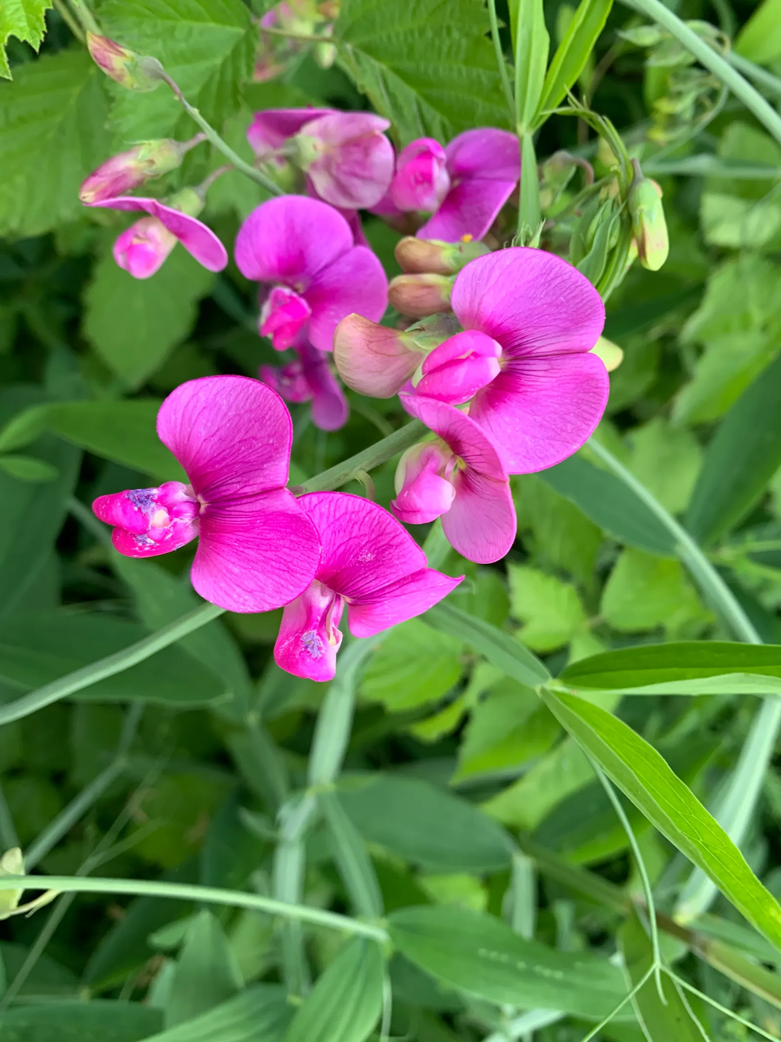 Annual Sweet Pea (Lathyrus Odoratus) — Sweet Peas complete their lifecycle within one year; multi-colored and pink flowers in the garden