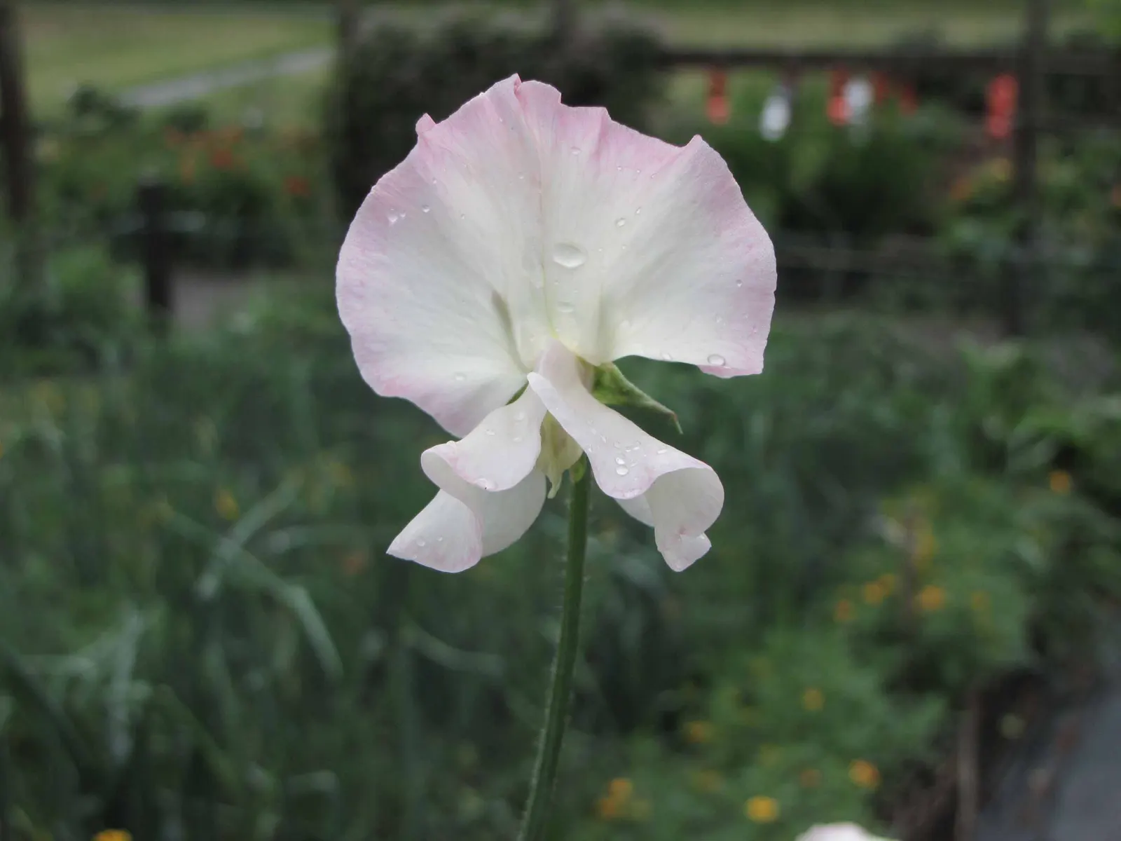 Annual Sweet Pea (Lathyrus Odoratus) — but their captivating beauty makes them a cherished selection for annual renewal in the discerning garden