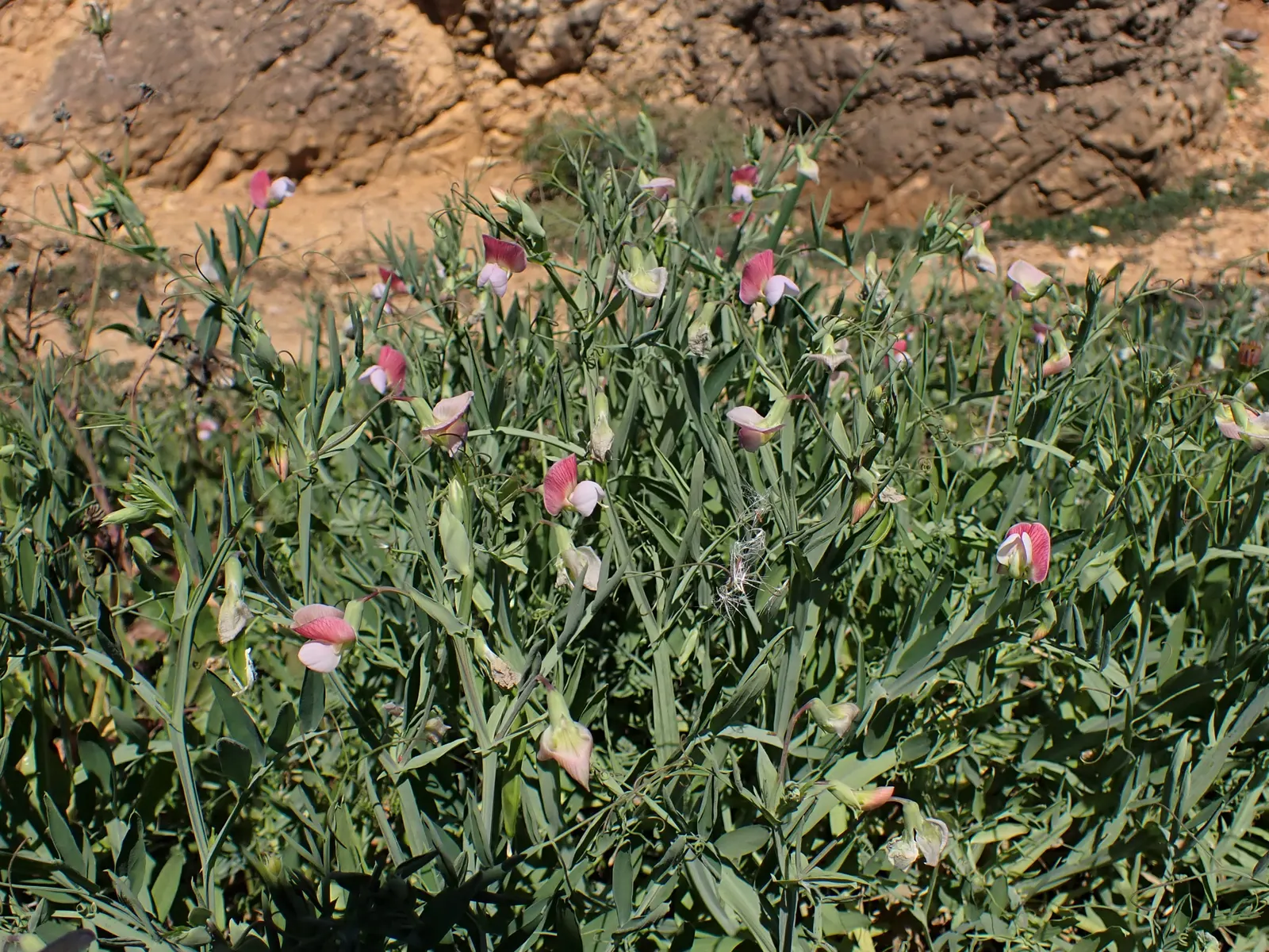 Annual Sweet Pea (Lathyrus Odoratus) — Flower colors vary widely