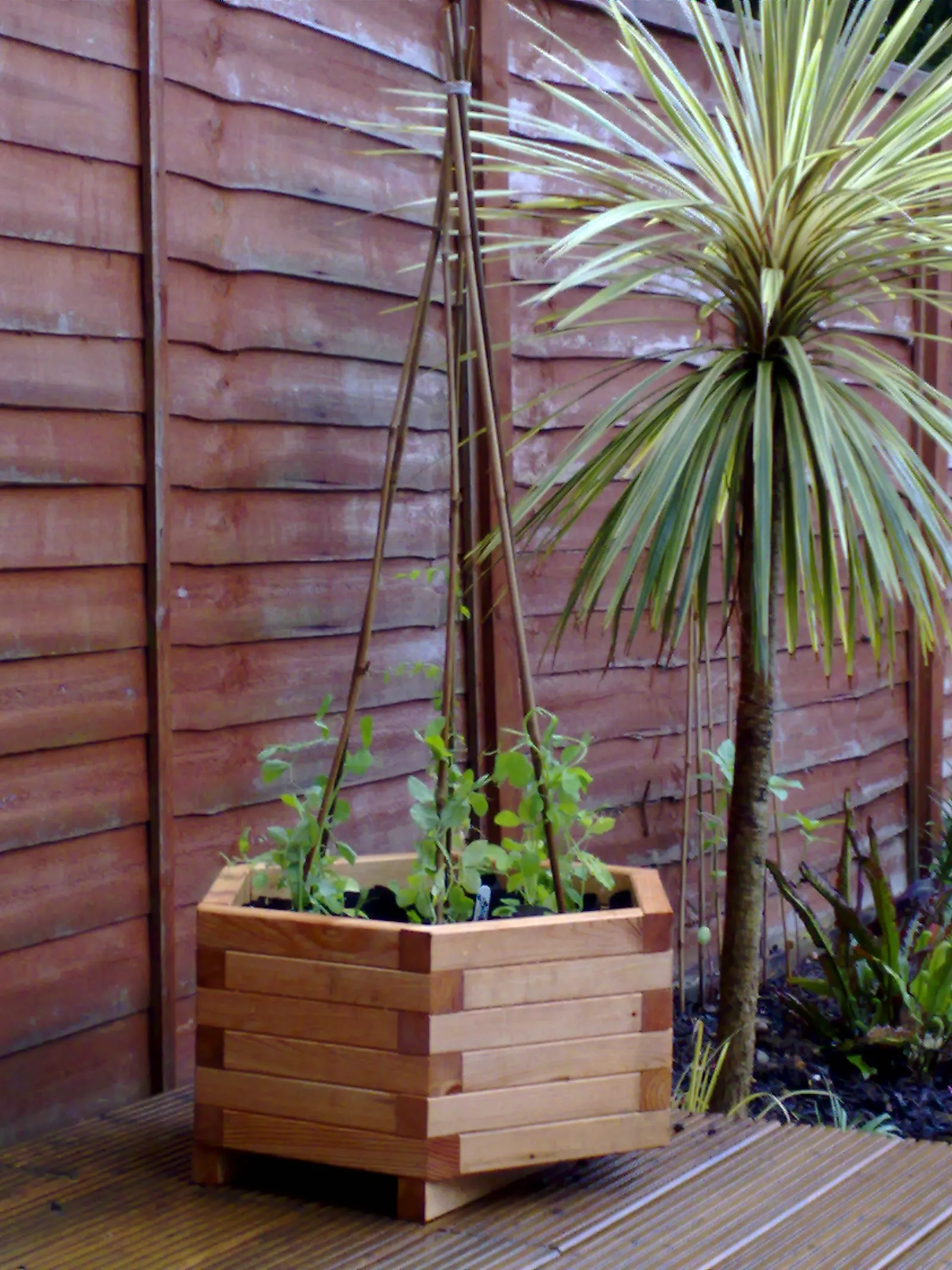 Annual Sweet Pea (Lathyrus Odoratus) — is a cherished ornamental climber; or archway to facilitate its graceful ascent, image 60