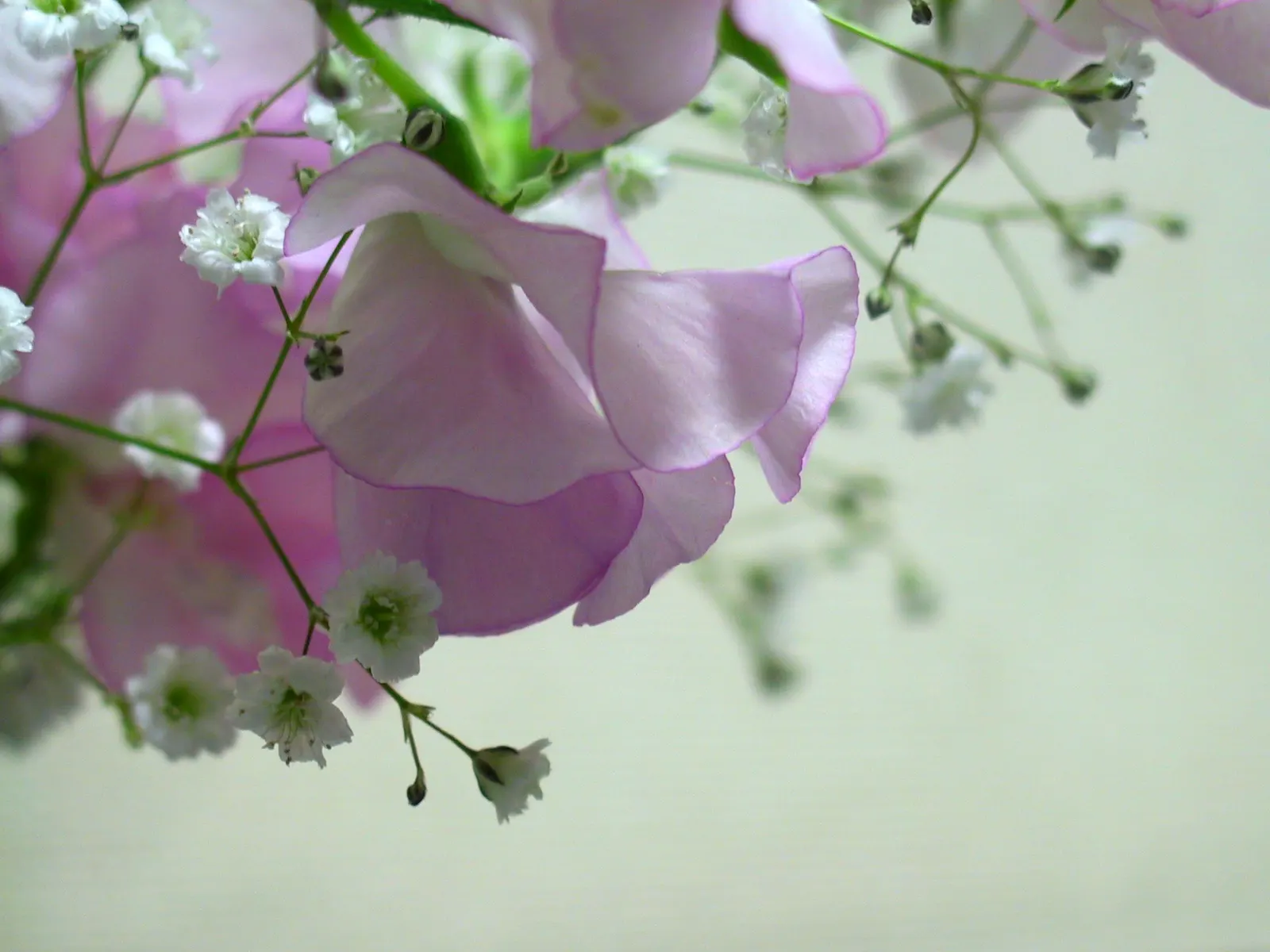 Annual Sweet Pea (Lathyrus Odoratus) — but their captivating beauty makes them a cherished selection for annual renewal in the discerning garden; reaching a