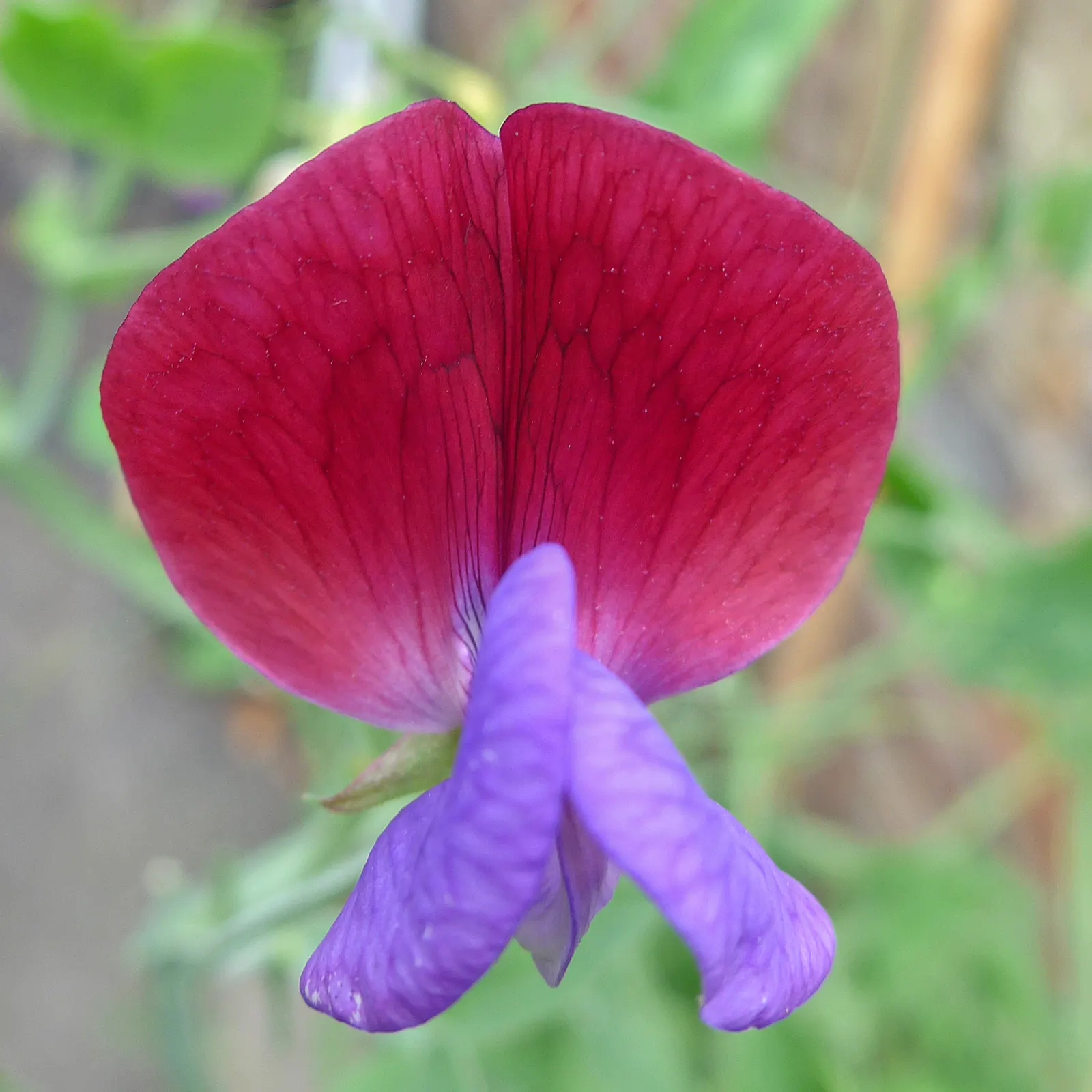 Annual Sweet Pea (Lathyrus Odoratus) — or archway to facilitate its graceful ascent; flower colors vary widely, image 69