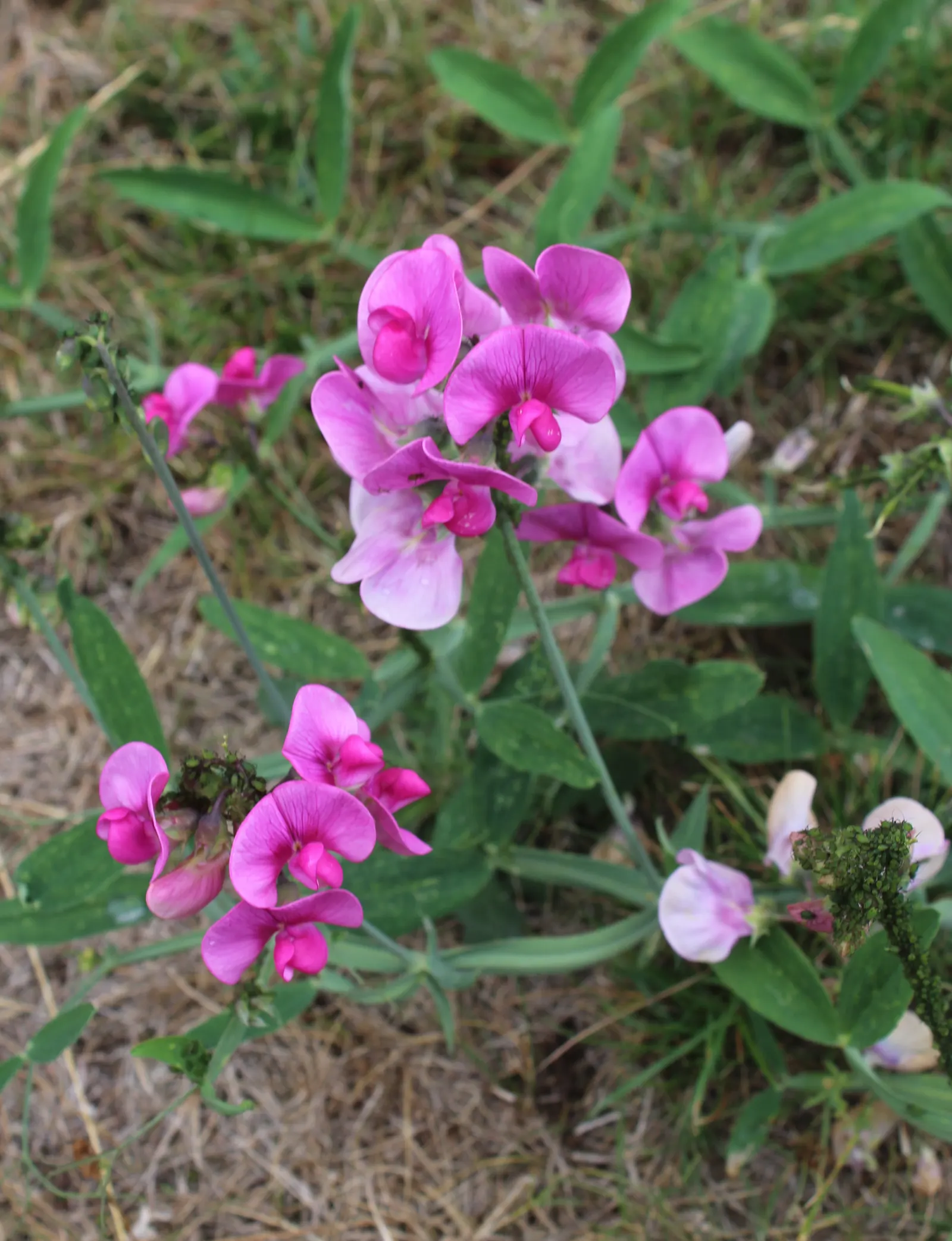 Annual Sweet Pea (Lathyrus Odoratus) — pinnate leaves that create a verdant backdrop for the abundant flowers