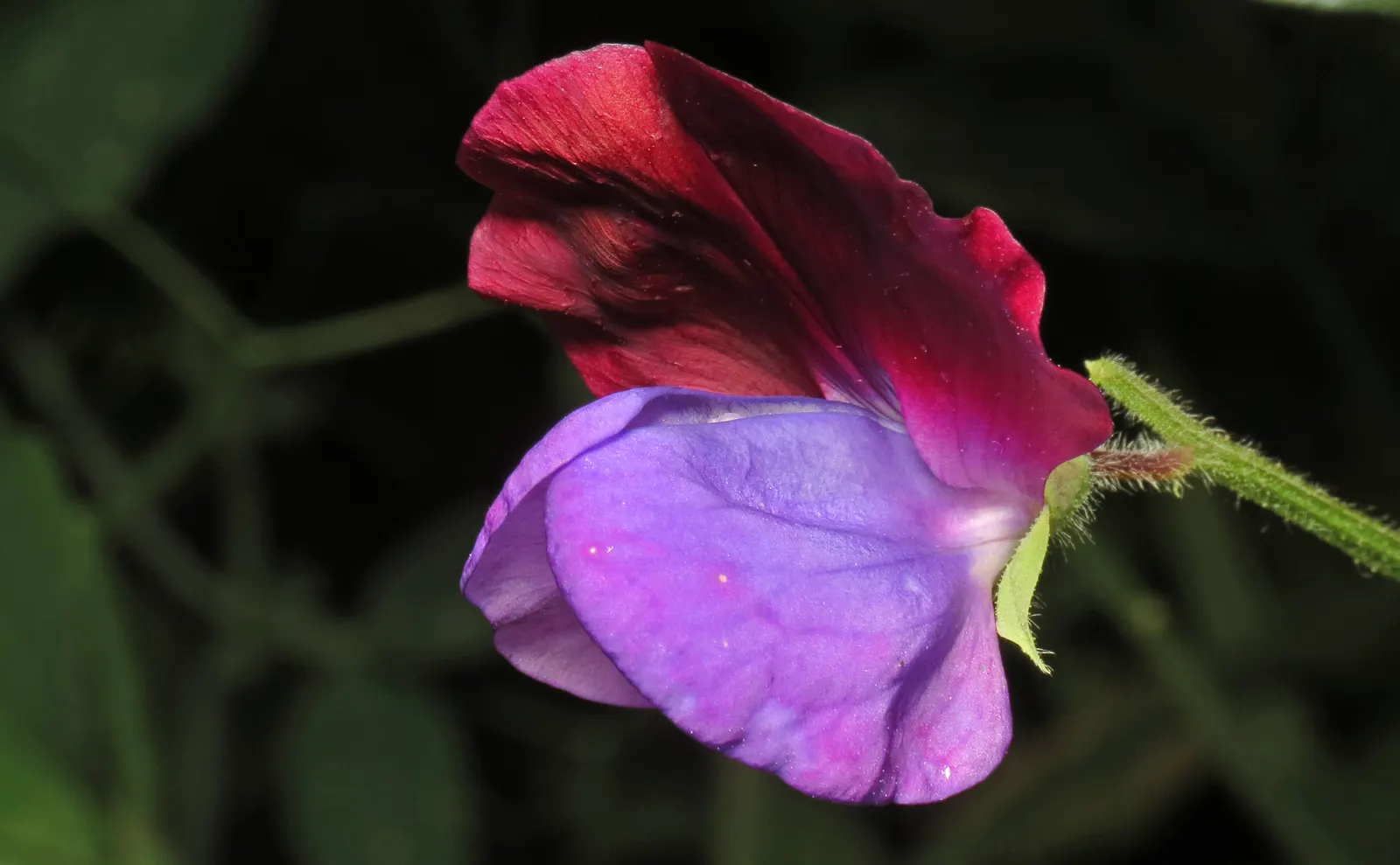 Annual Sweet Pea (Lathyrus Odoratus) — is a captivating flowering plant renowned for its vibrant and fragrant blossoms; encompassing shades of pink