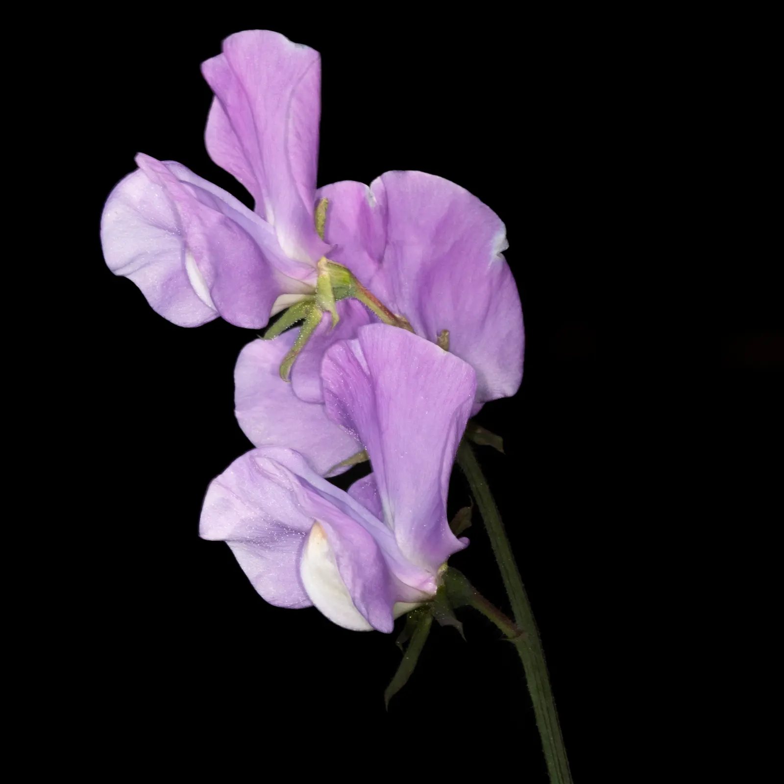 Annual Sweet Pea (Lathyrus Odoratus) — Regular watering is crucial; aiming for approximately 1 inch of water per week, image 78