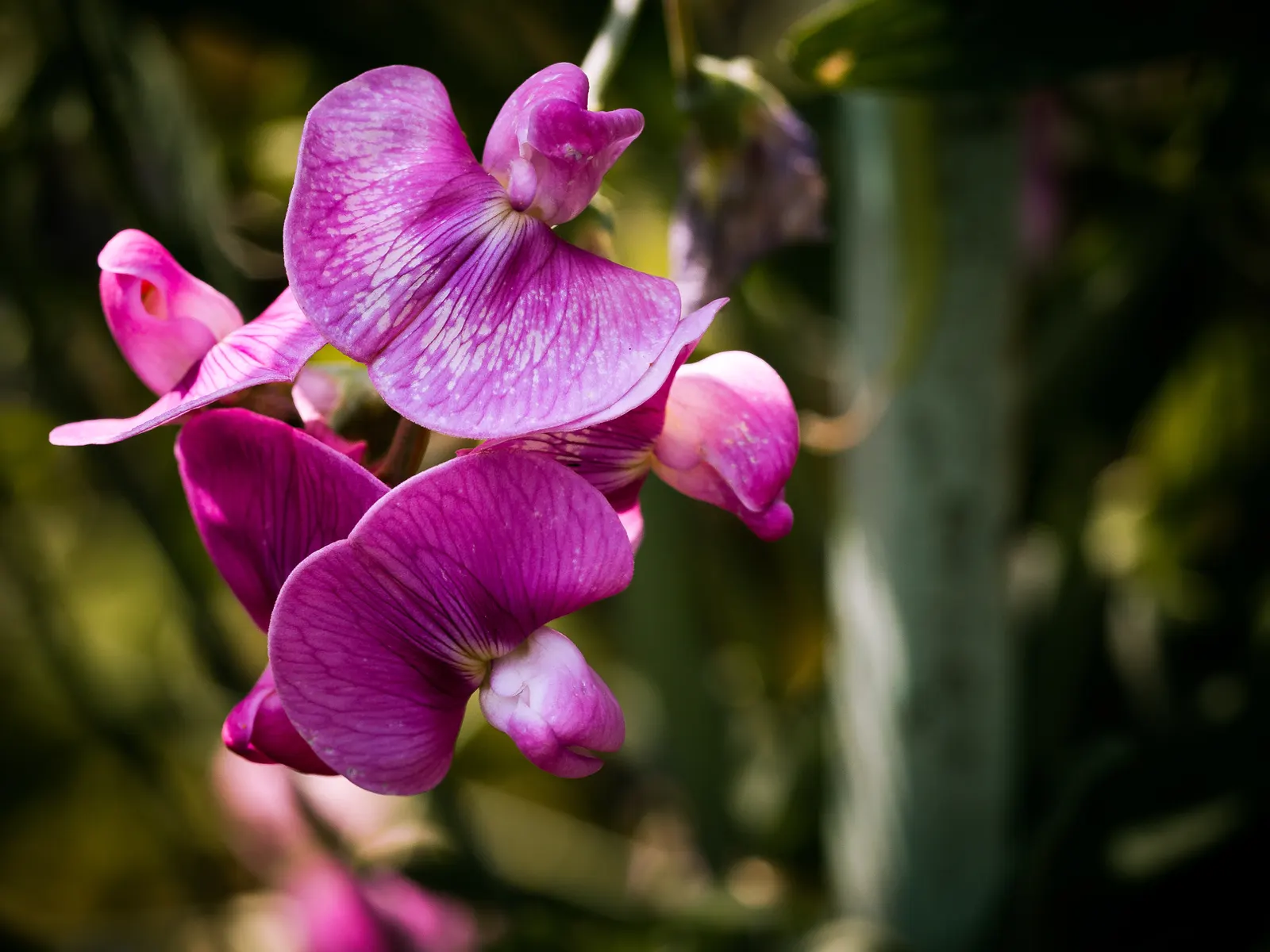 Annual Sweet Pea (Lathyrus Odoratus) — multi-colored and pink flowers in the garden
