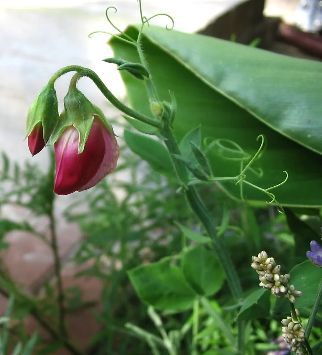 Annual Sweet Pea (Lathyrus Odoratus) — but ensure the soil is not waterlogged; ideal for borders, it adds vertical interest and a delightful scent, image 80