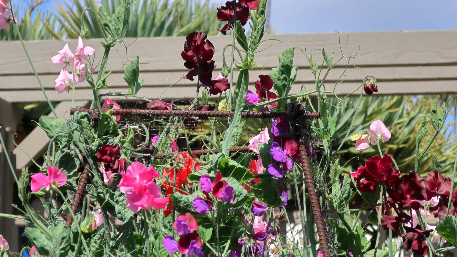 Annual Sweet Pea (Lathyrus Odoratus) — For optimal growth, incorporate a balanced, slow-release fertilizer during planting