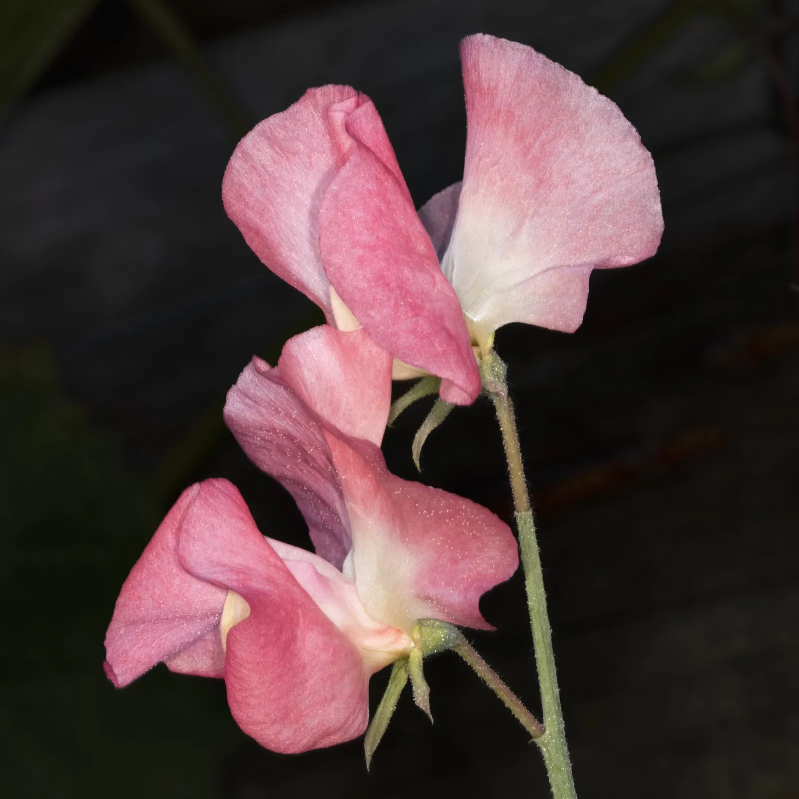 Annual Sweet Pea (Lathyrus Odoratus) — which appear from late spring to early summer, image 44