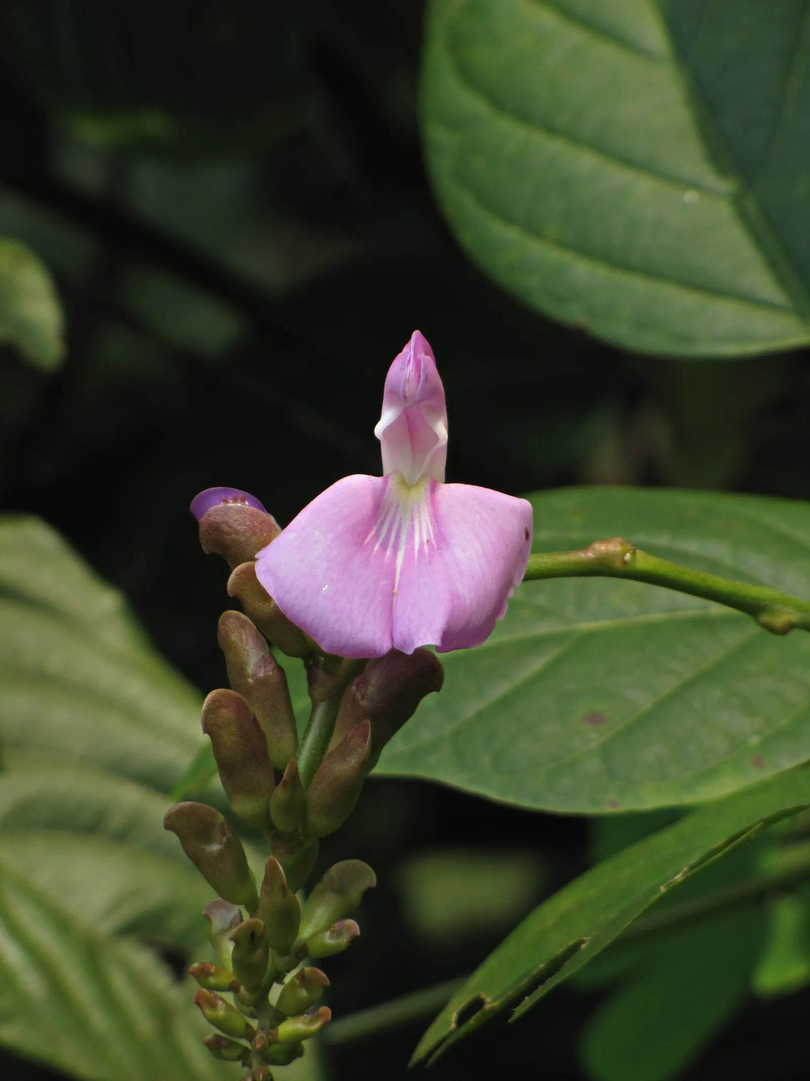 Annual Sweet Pea (Lathyrus Odoratus) — annual for full or half; but their captivating beauty makes them a cherished selection for annual renewal in the