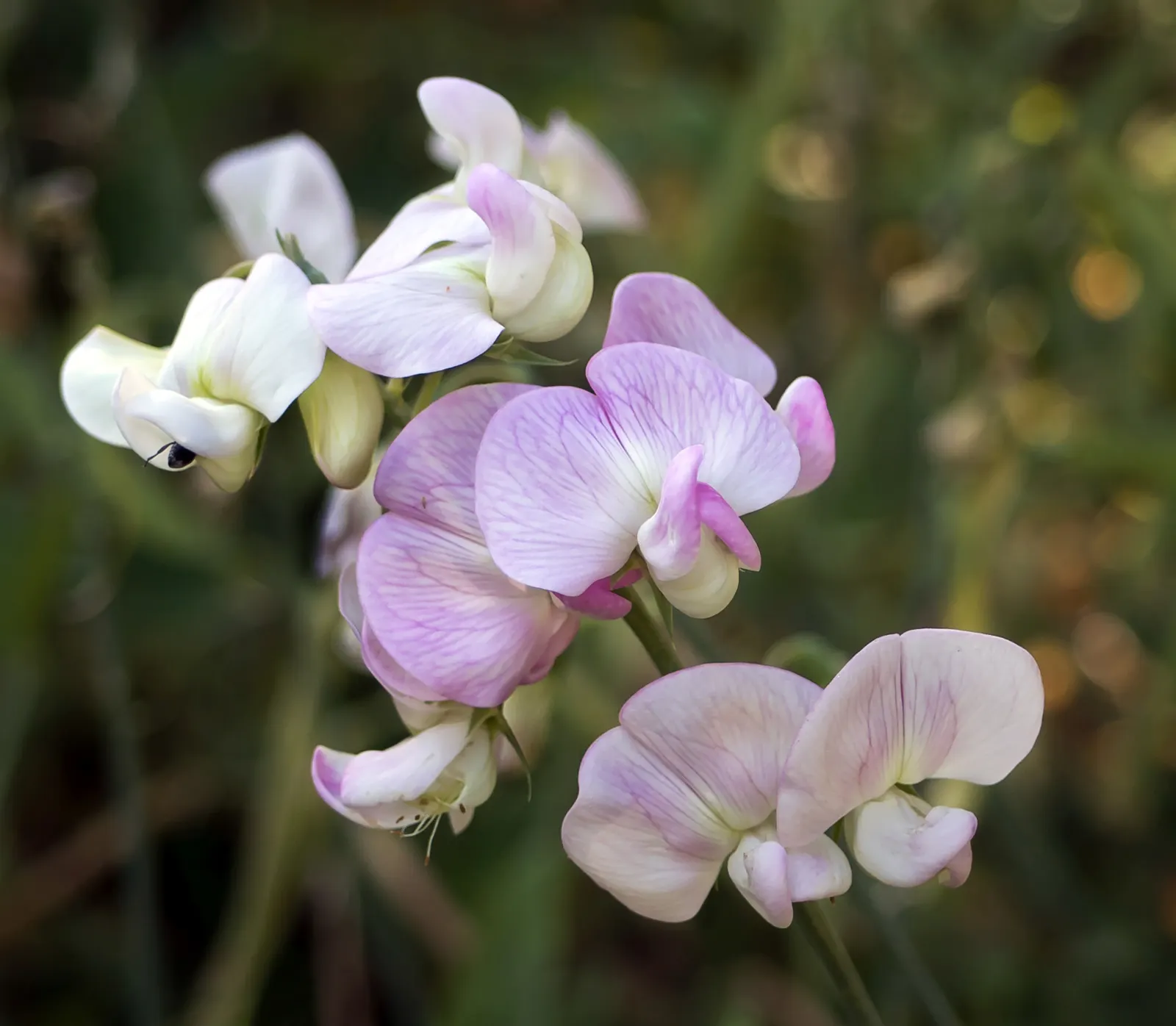 Annual Sweet Pea (Lathyrus Odoratus) — is a captivating flowering plant renowned for its vibrant and fragrant blossoms