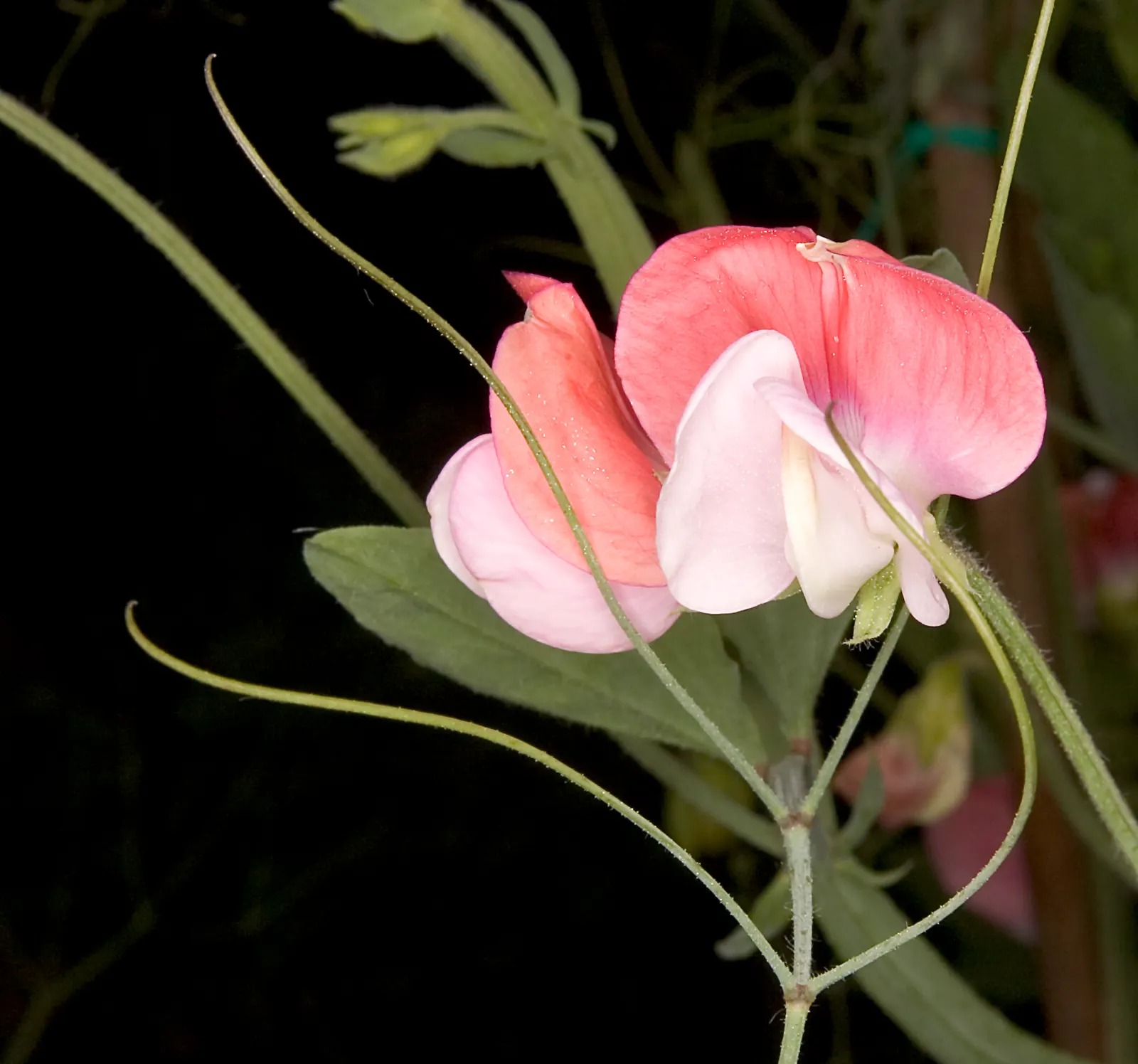 Annual Sweet Pea (Lathyrus Odoratus) — Regular watering is crucial; aiming for approximately 1 inch of water per week