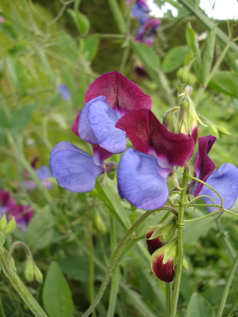 Annual Sweet Pea (Lathyrus Odoratus) — multi-colored and pink flowers in the garden; versatile in its placement