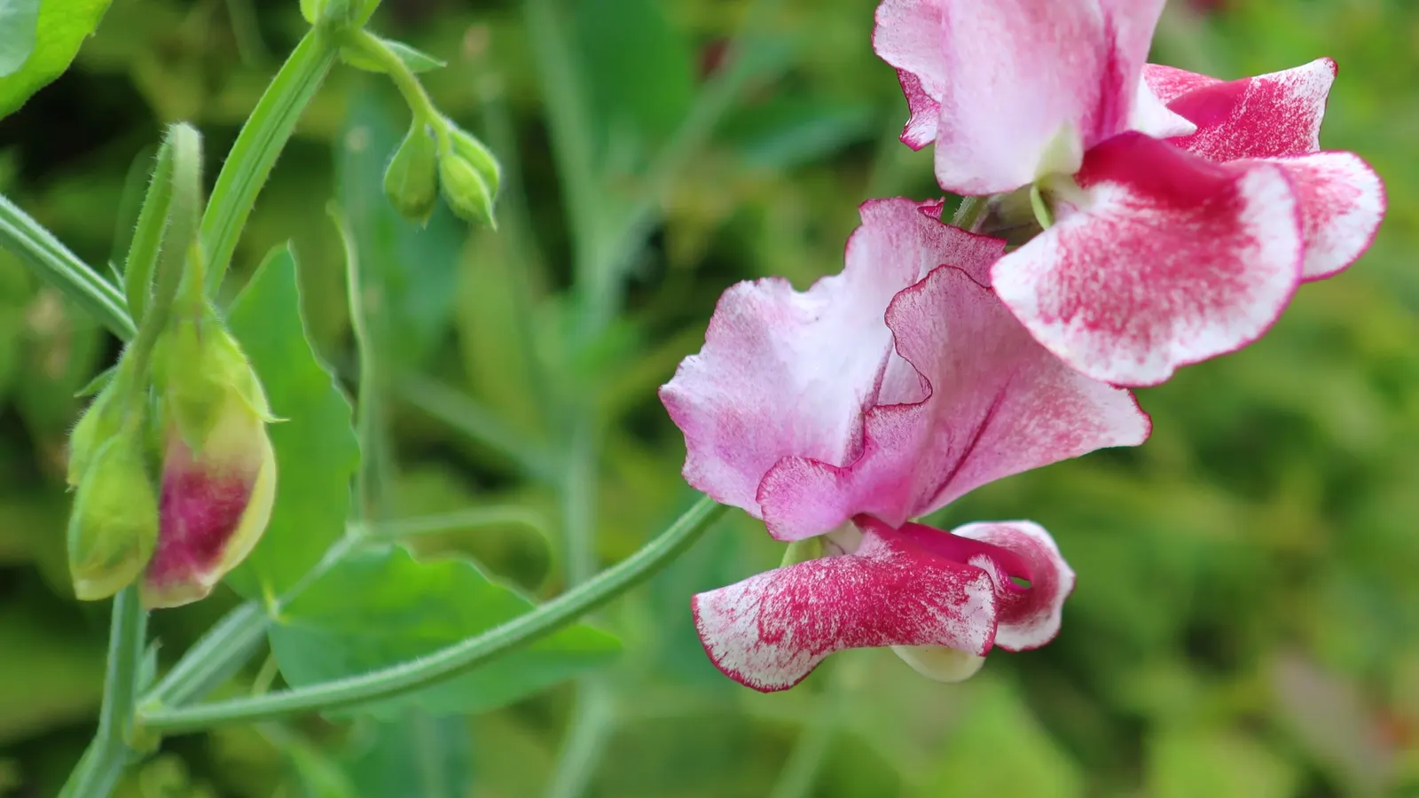 Annual Sweet Pea (Lathyrus Odoratus) — rich soil with a pH ranging from 6.0 to 7.5; pinnate leaves that create a verdant backdrop for the abundant flowers