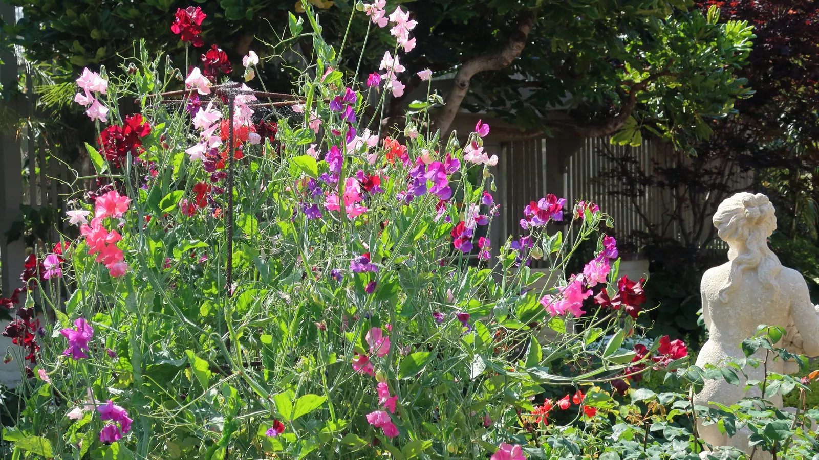 Annual Sweet Pea (Lathyrus Odoratus) — annual with multi-colored and pink blooms