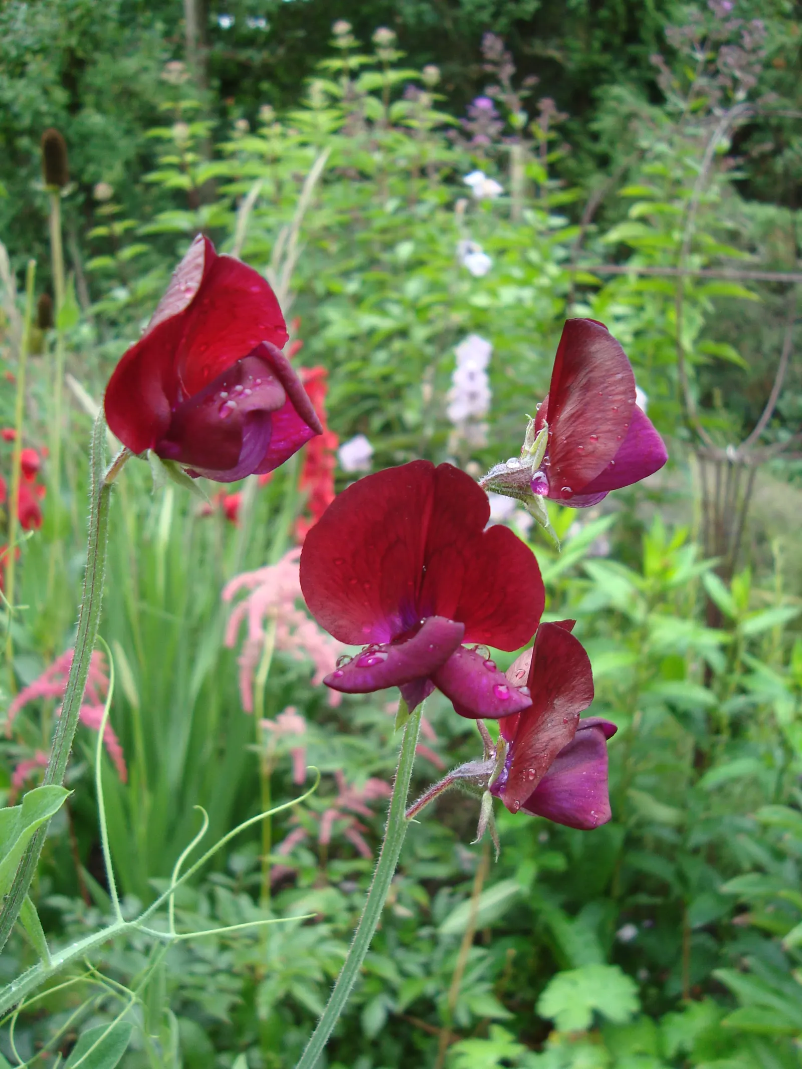 Annual Sweet Pea (Lathyrus Odoratus) — Sweet Peas thrive in full sun to partial shade; commonly known as Annual Sweet Pea, image 71